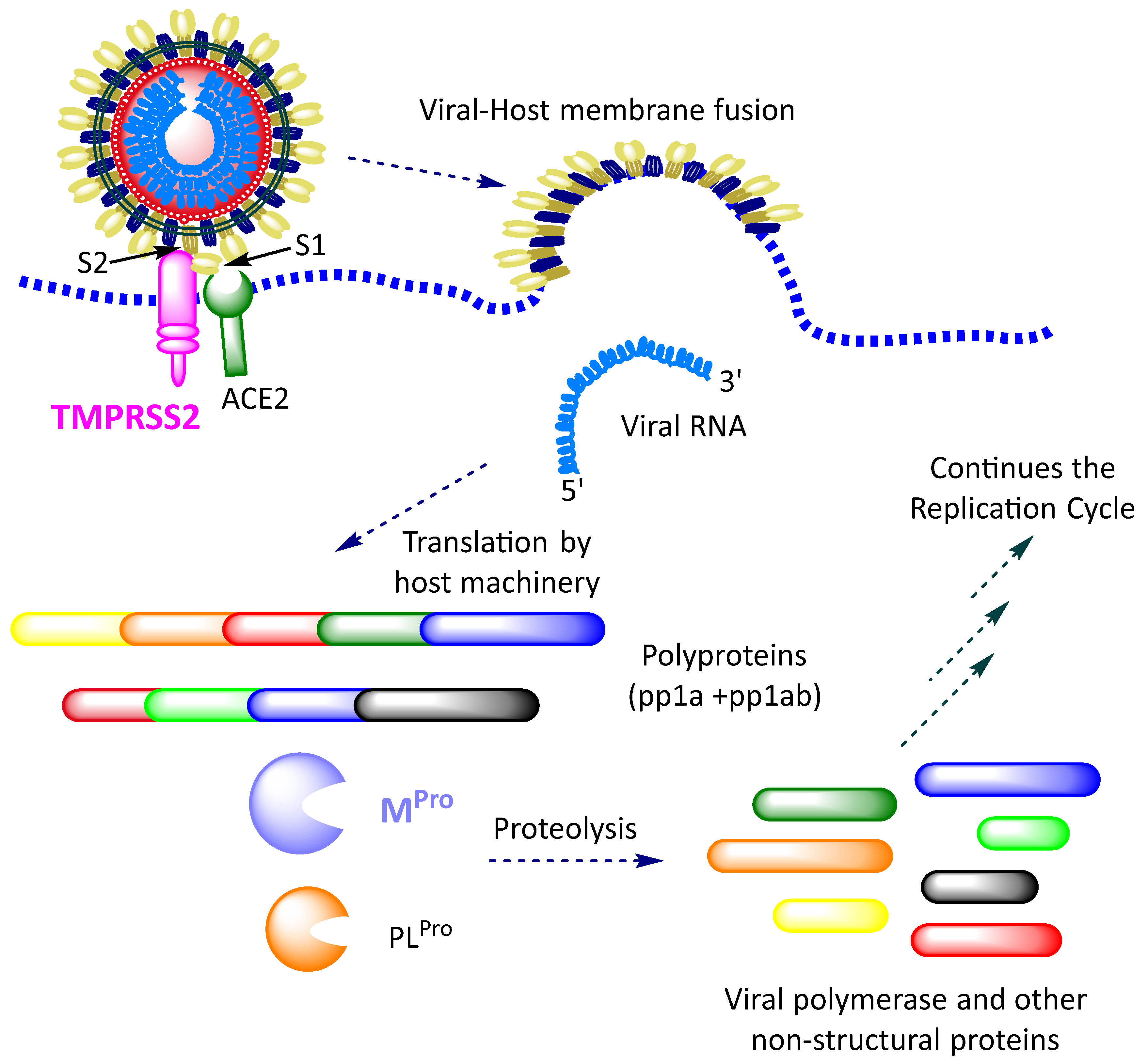 Pharmaceuticals 16 00834 g003 Pharmaceuticals 16 00834 g003
