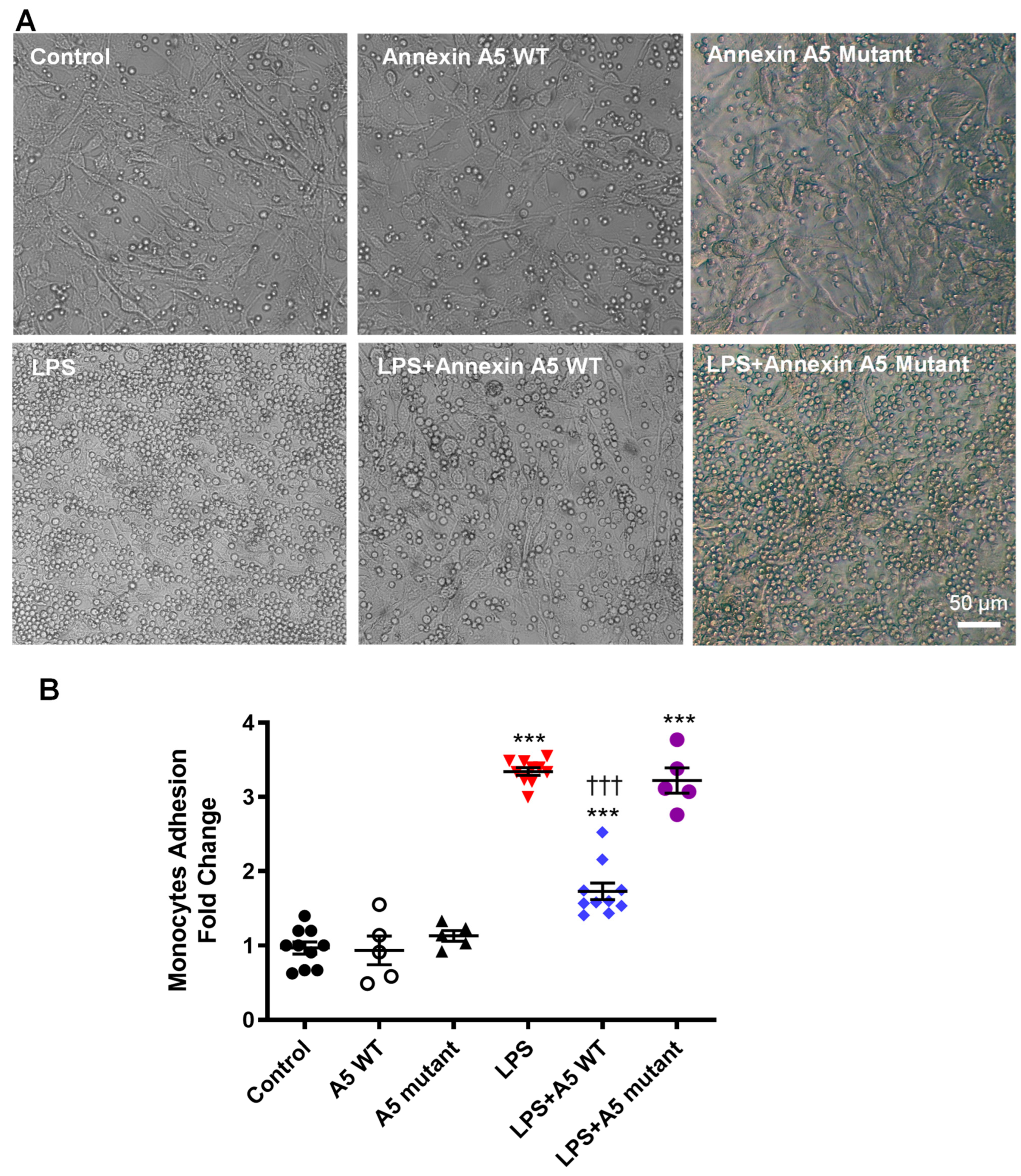 Pharmaceuticals 16 00837 g006 Pharmaceuticals 16 00837 g006