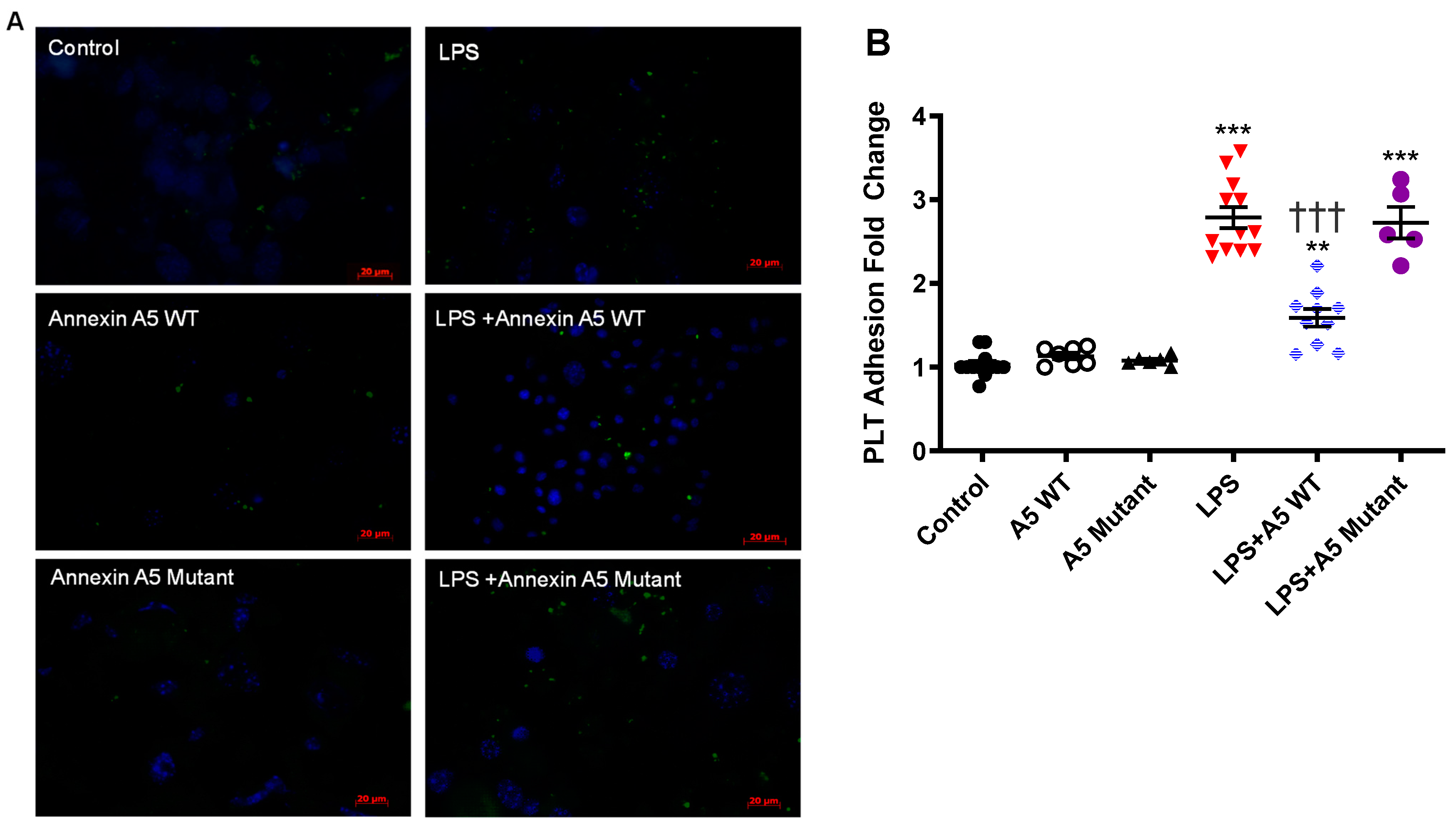 Pharmaceuticals 16 00837 g007 Pharmaceuticals 16 00837 g007