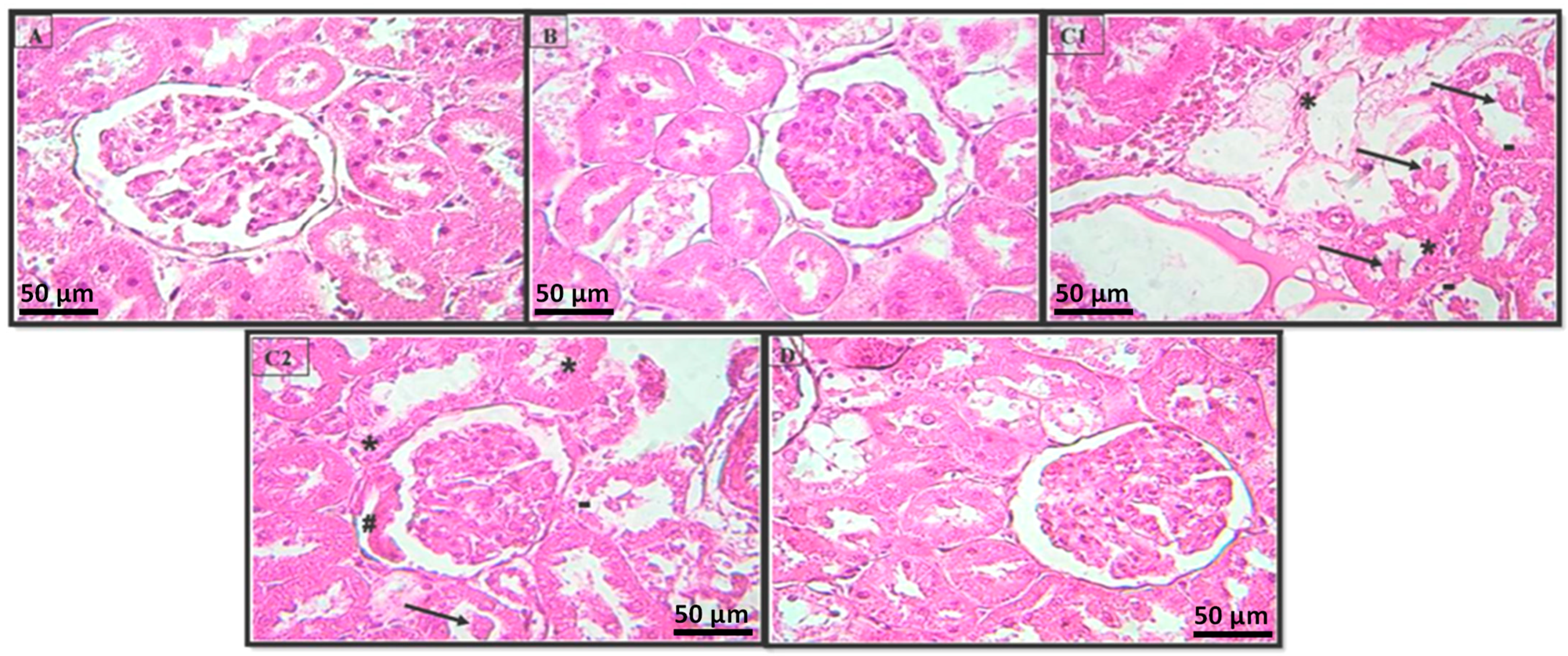 Pharmaceuticals 16 00875 g005 Pharmaceuticals 16 00875 g005