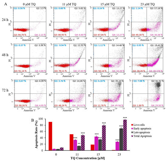 Thymoquinone Enhances Apoptosis of K562 Chronic Myeloid Leukemia Cells ...