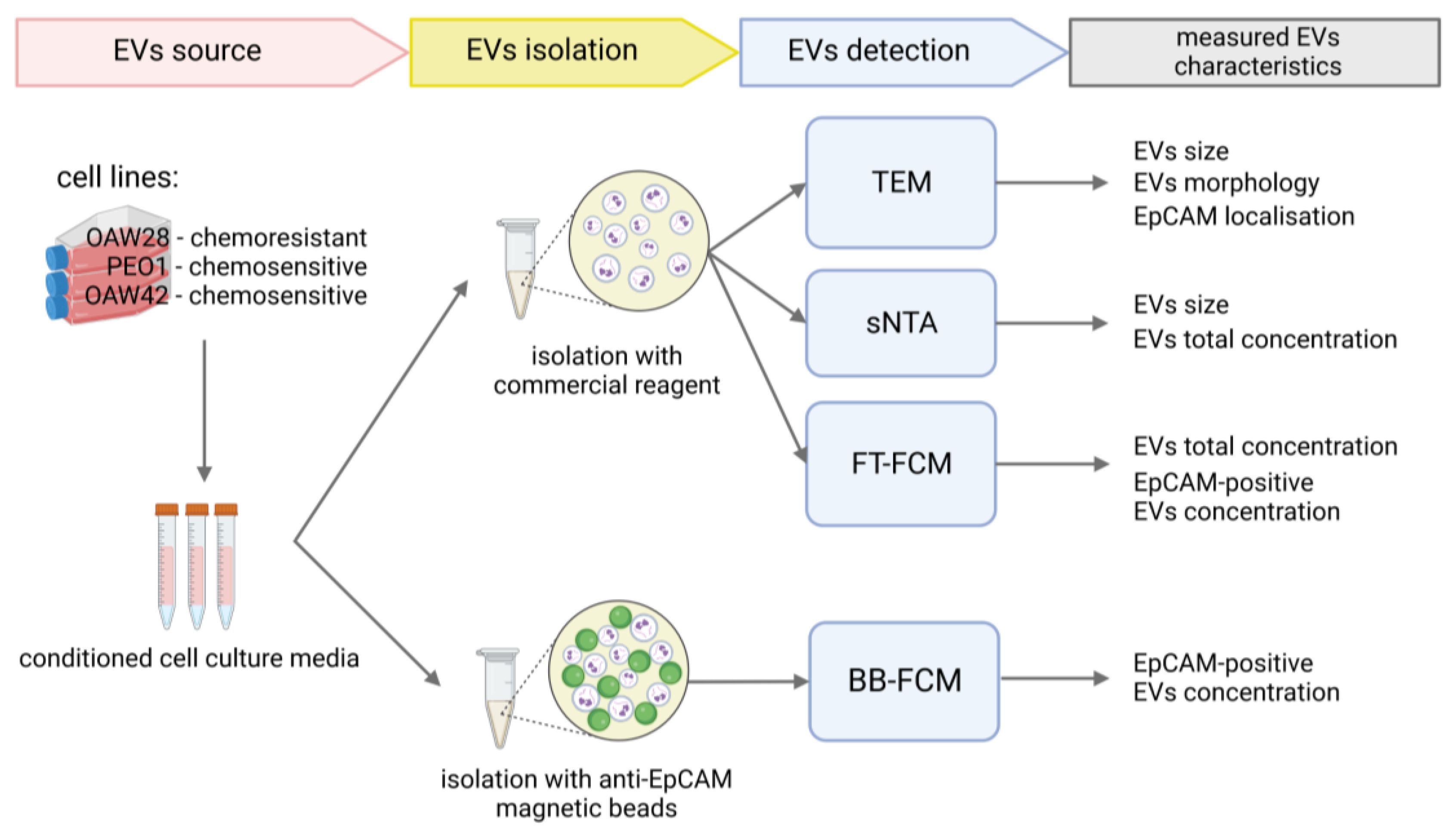 Pharmaceuticals 16 00907 g001