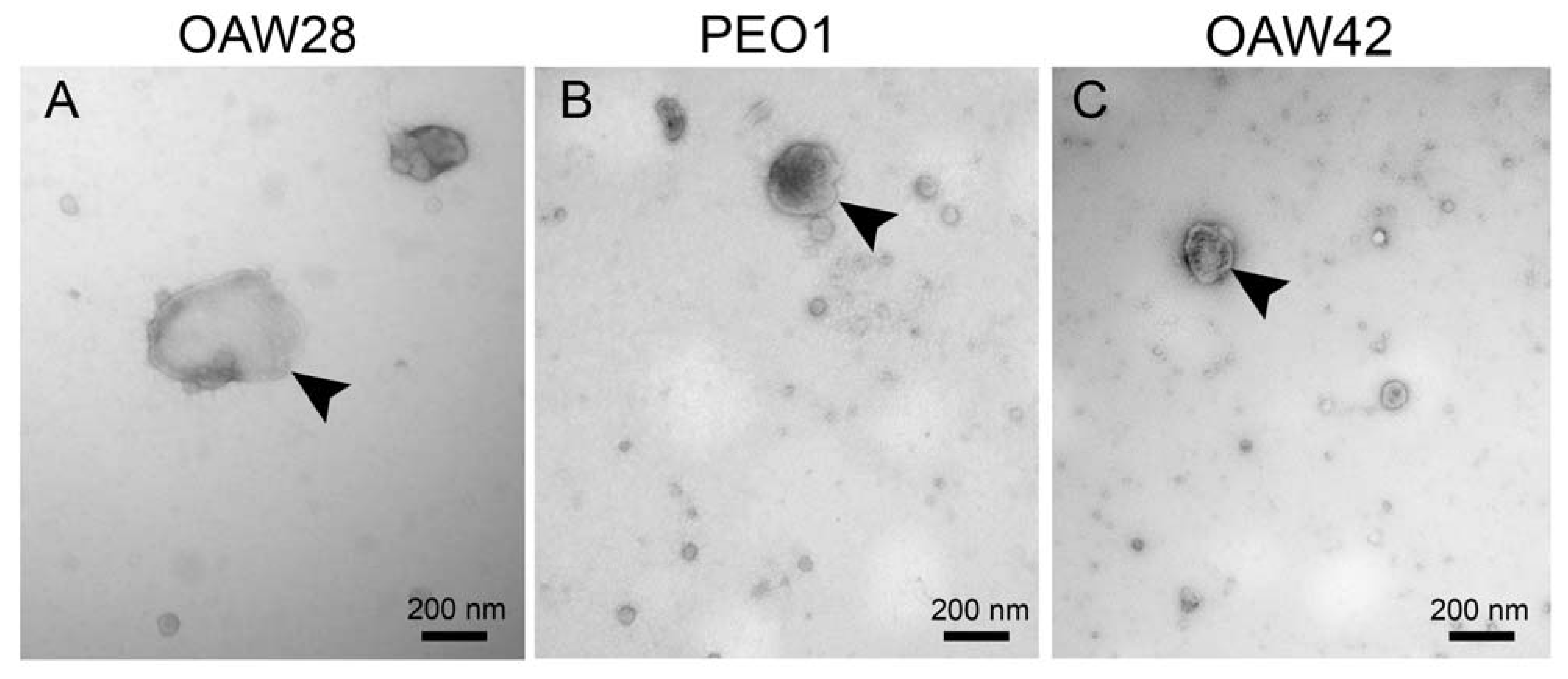 Pharmaceuticals 16 00907 g002