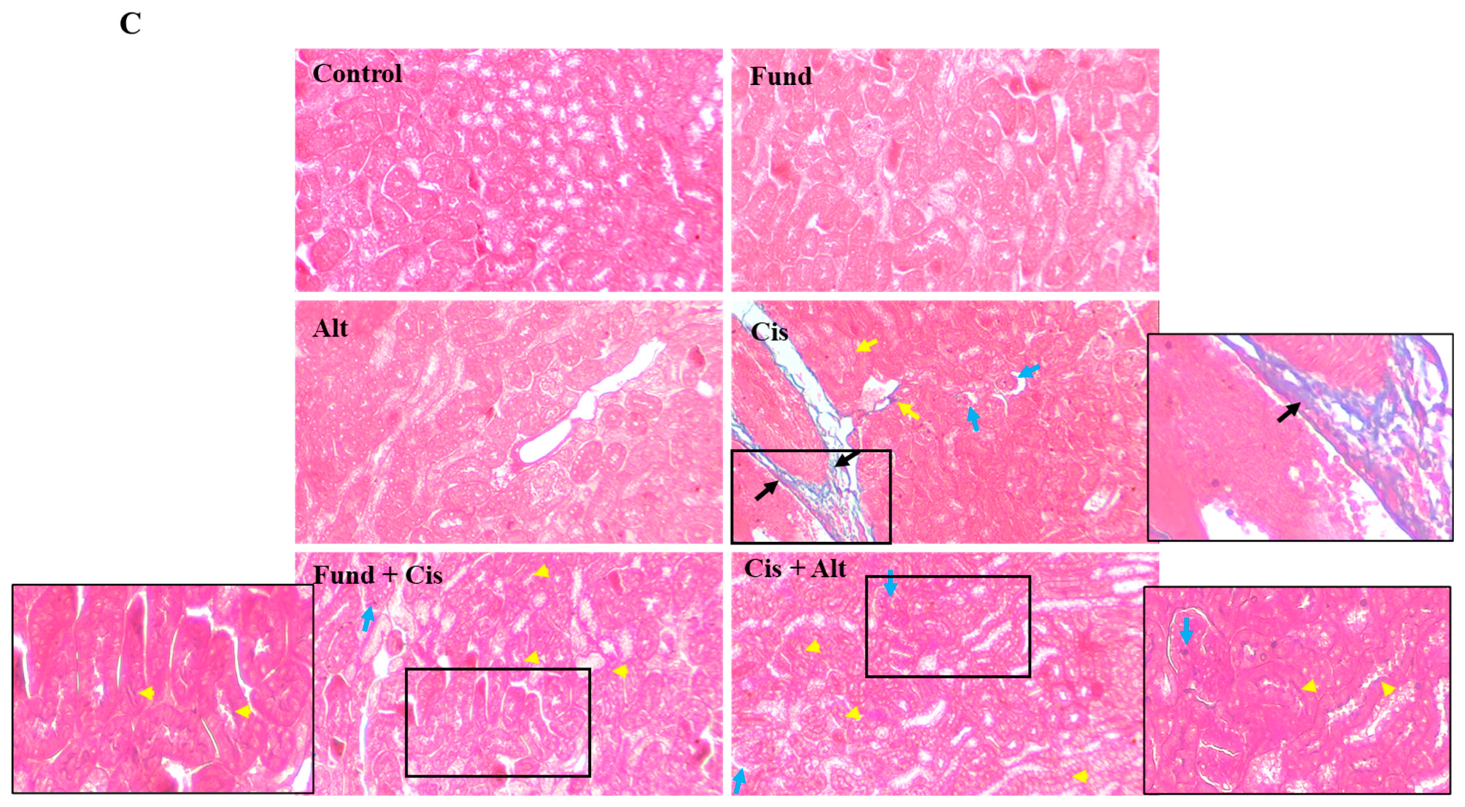 Pharmaceuticals 16 00910 g004b Pharmaceuticals 16 00910 g004b