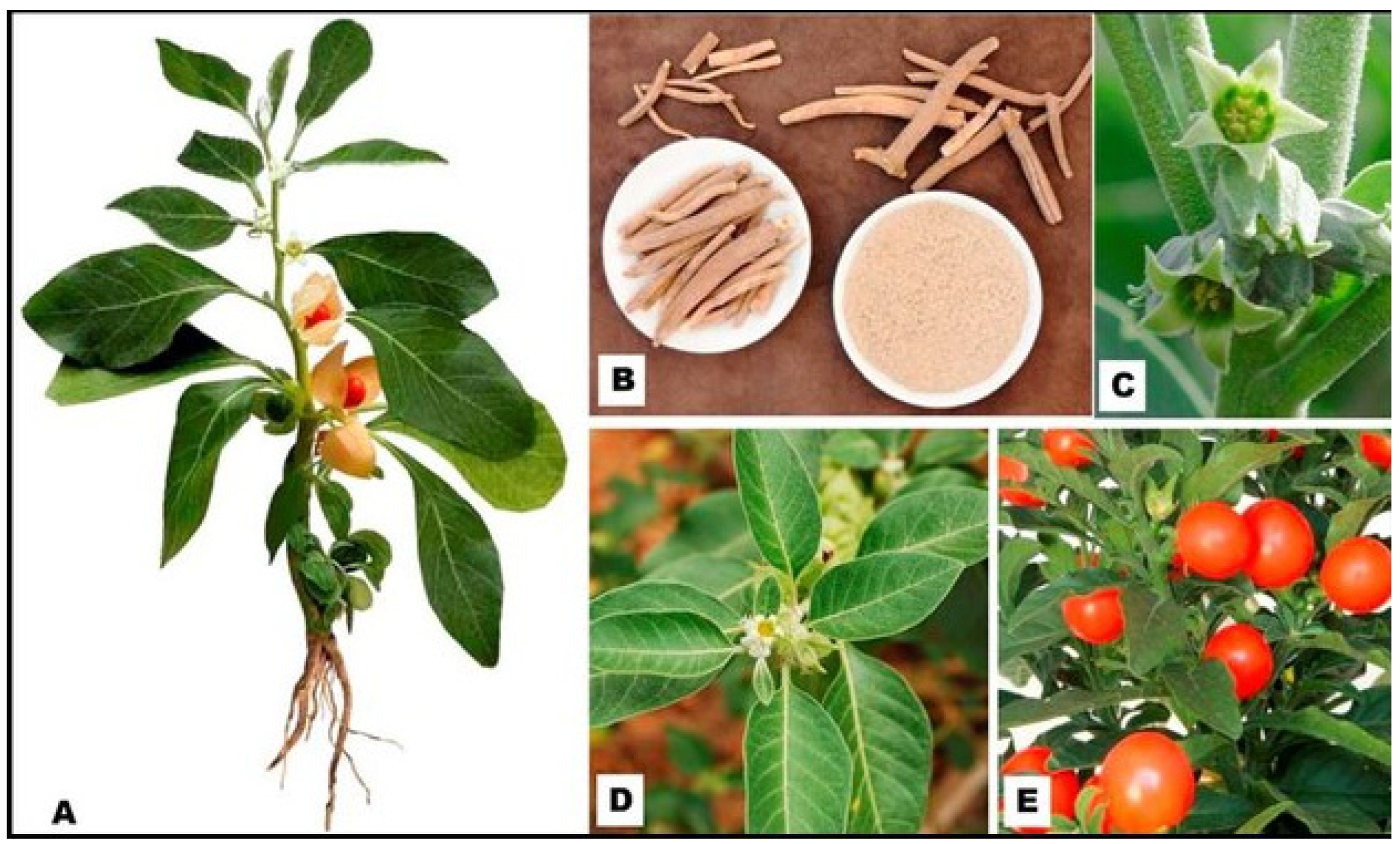 Pharmaceuticals 16 00915 g001