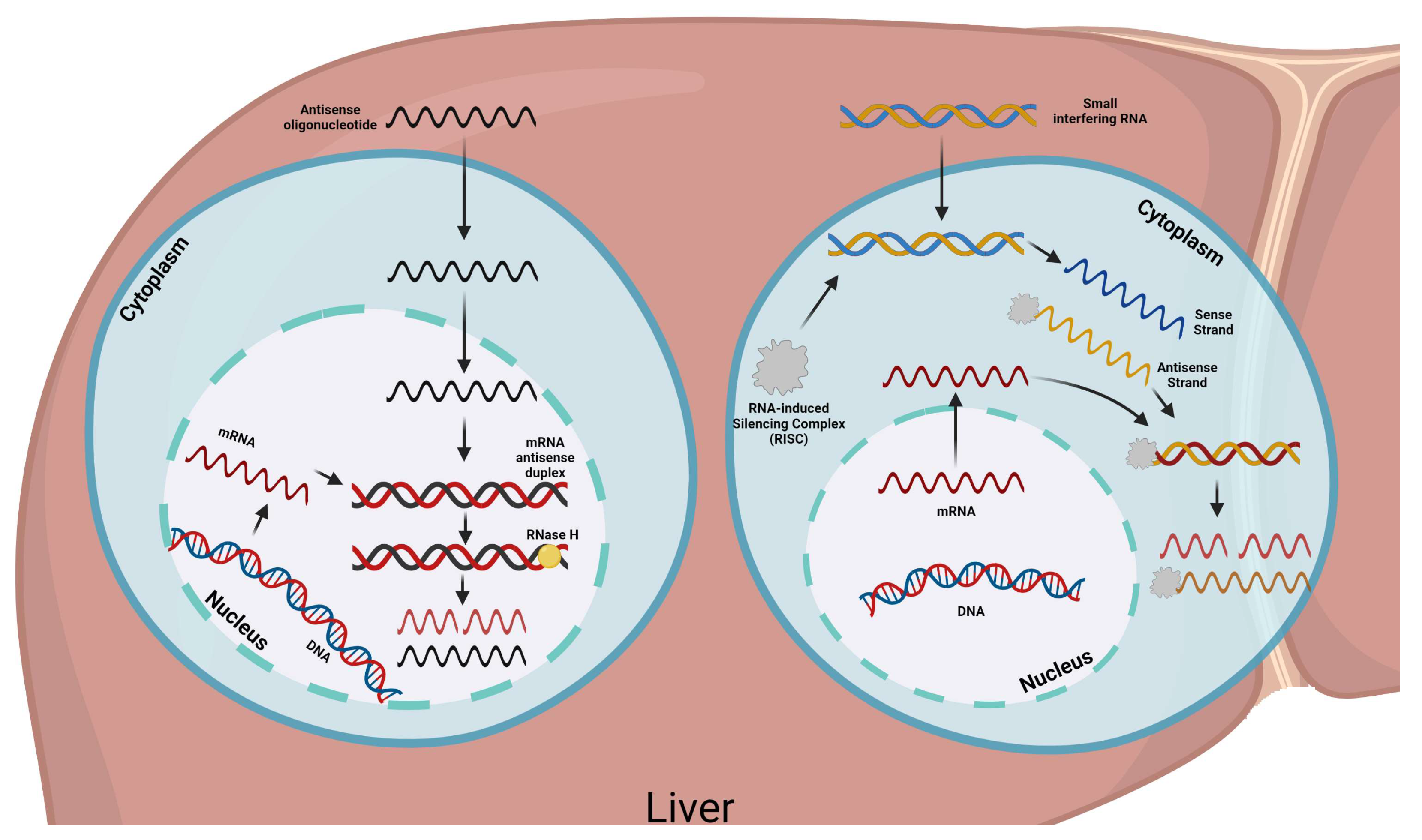 Pharmaceuticals 16 00919 g002 Pharmaceuticals 16 00919 g002
