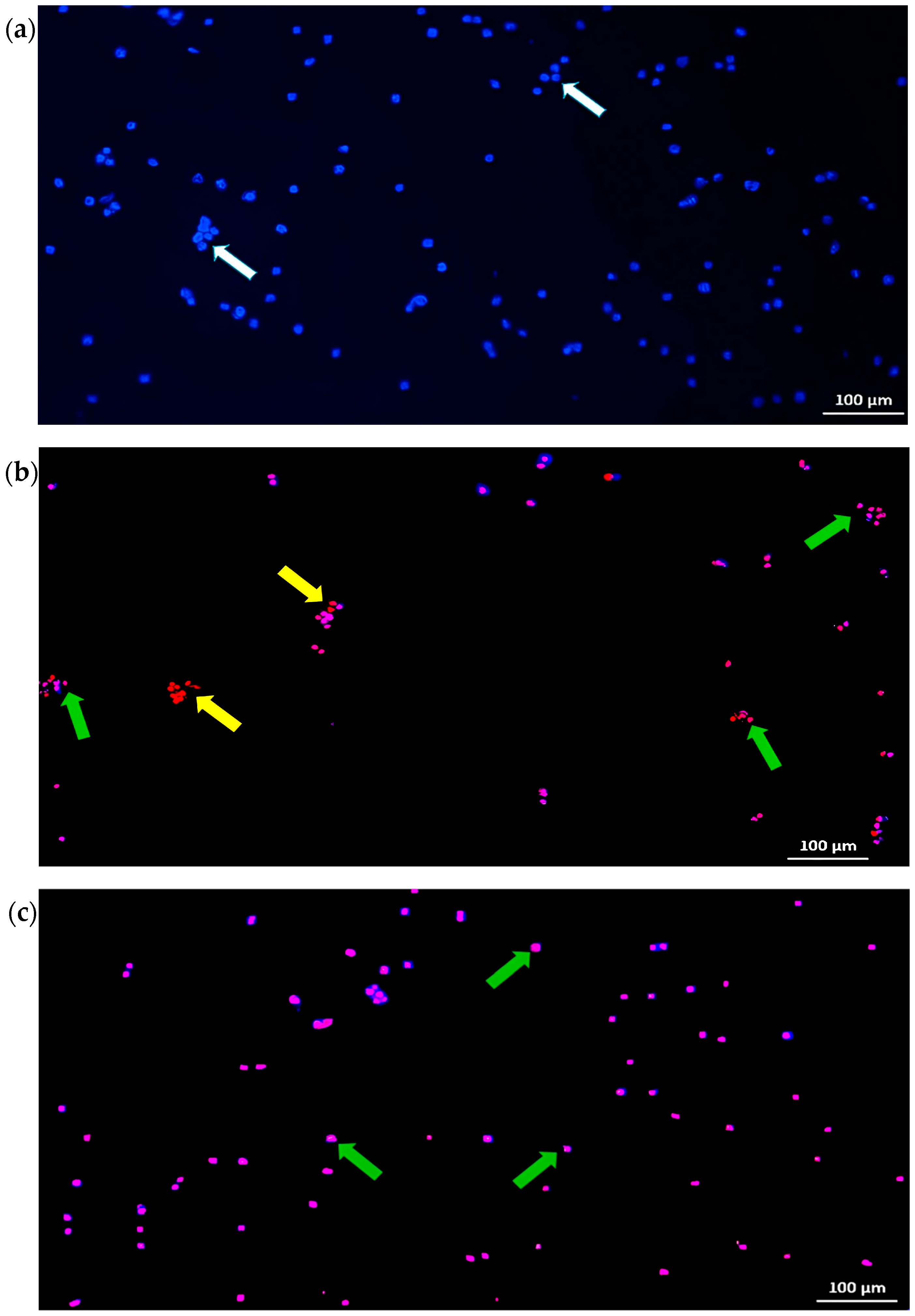 Pharmaceuticals 16 00936 g003 Pharmaceuticals 16 00936 g003