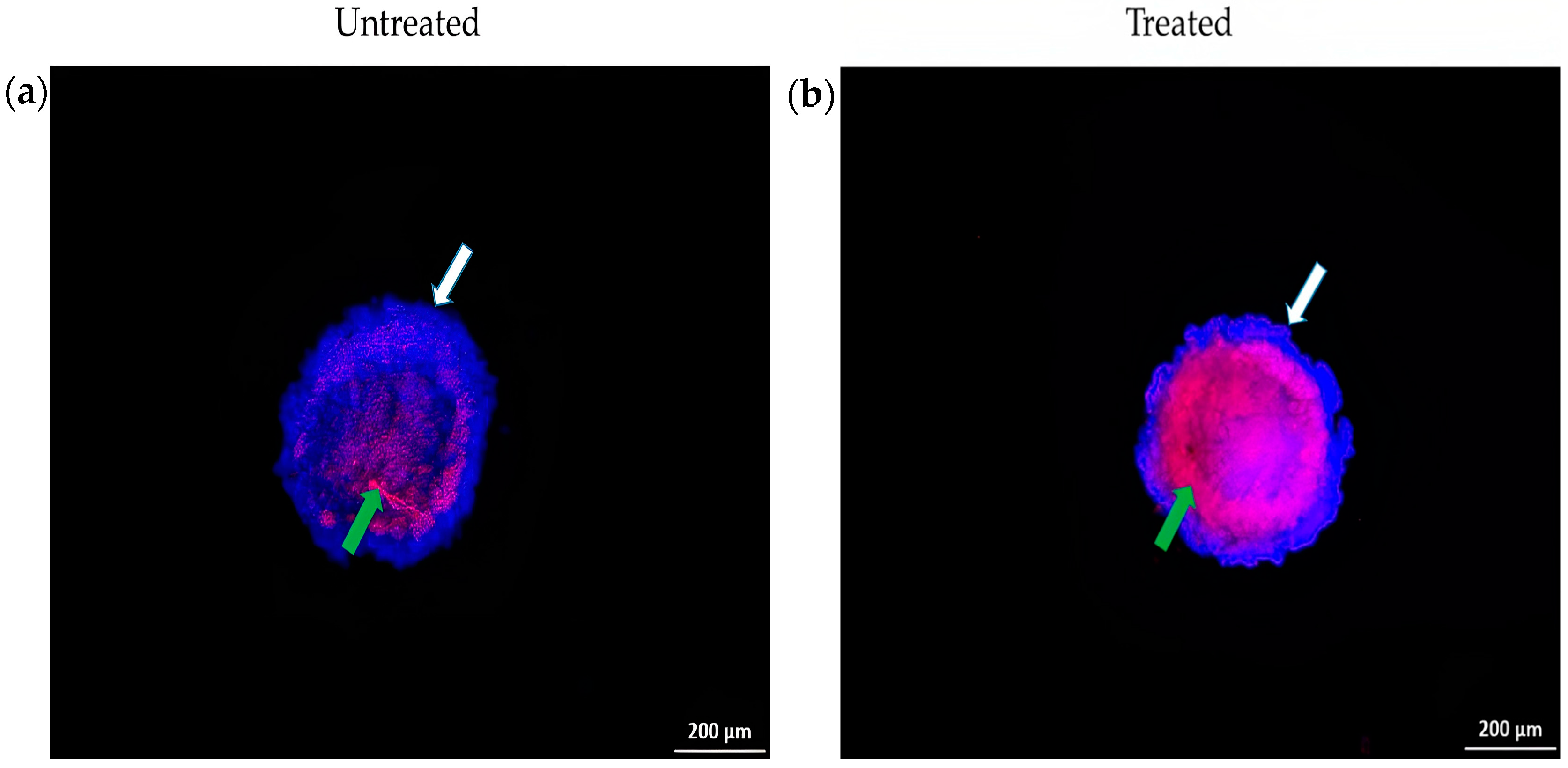 Pharmaceuticals 16 00936 g008 Pharmaceuticals 16 00936 g008
