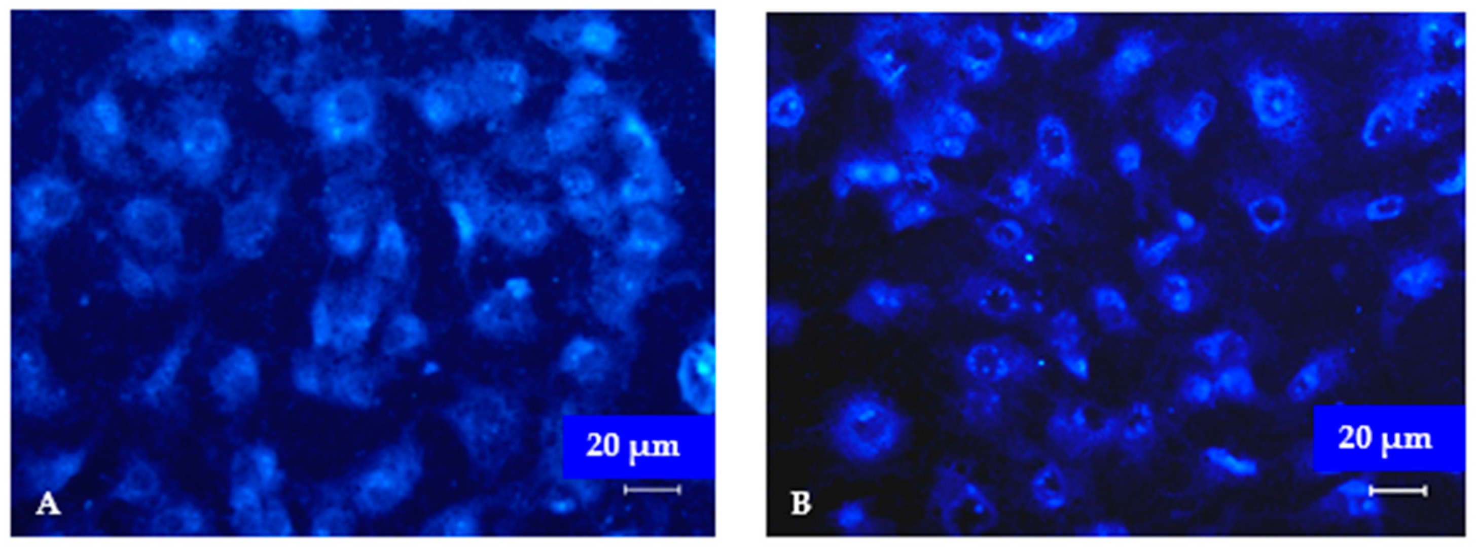 Pharmaceuticals 16 00938 g004 Pharmaceuticals 16 00938 g004