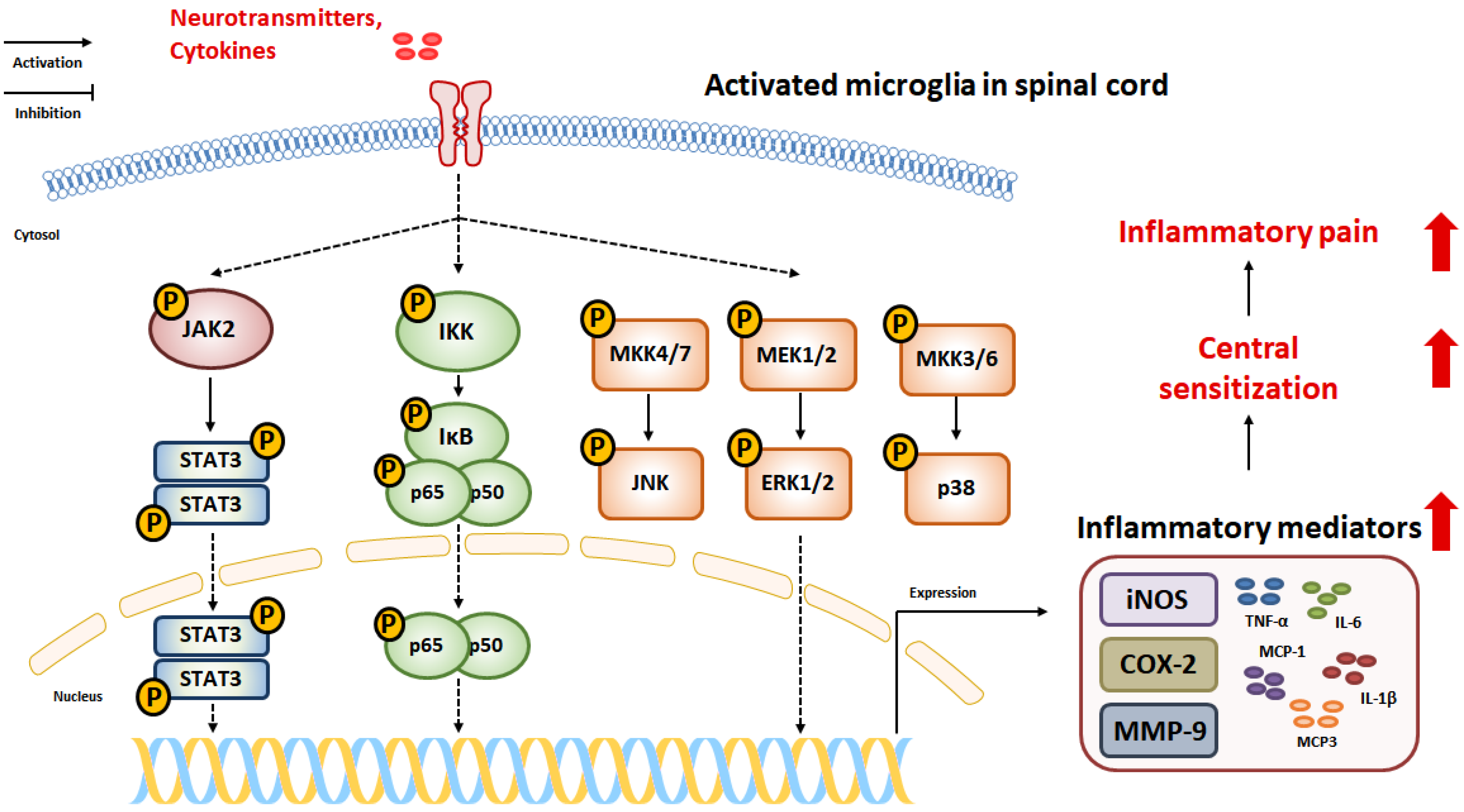 Pharmaceuticals 16 00941 g002