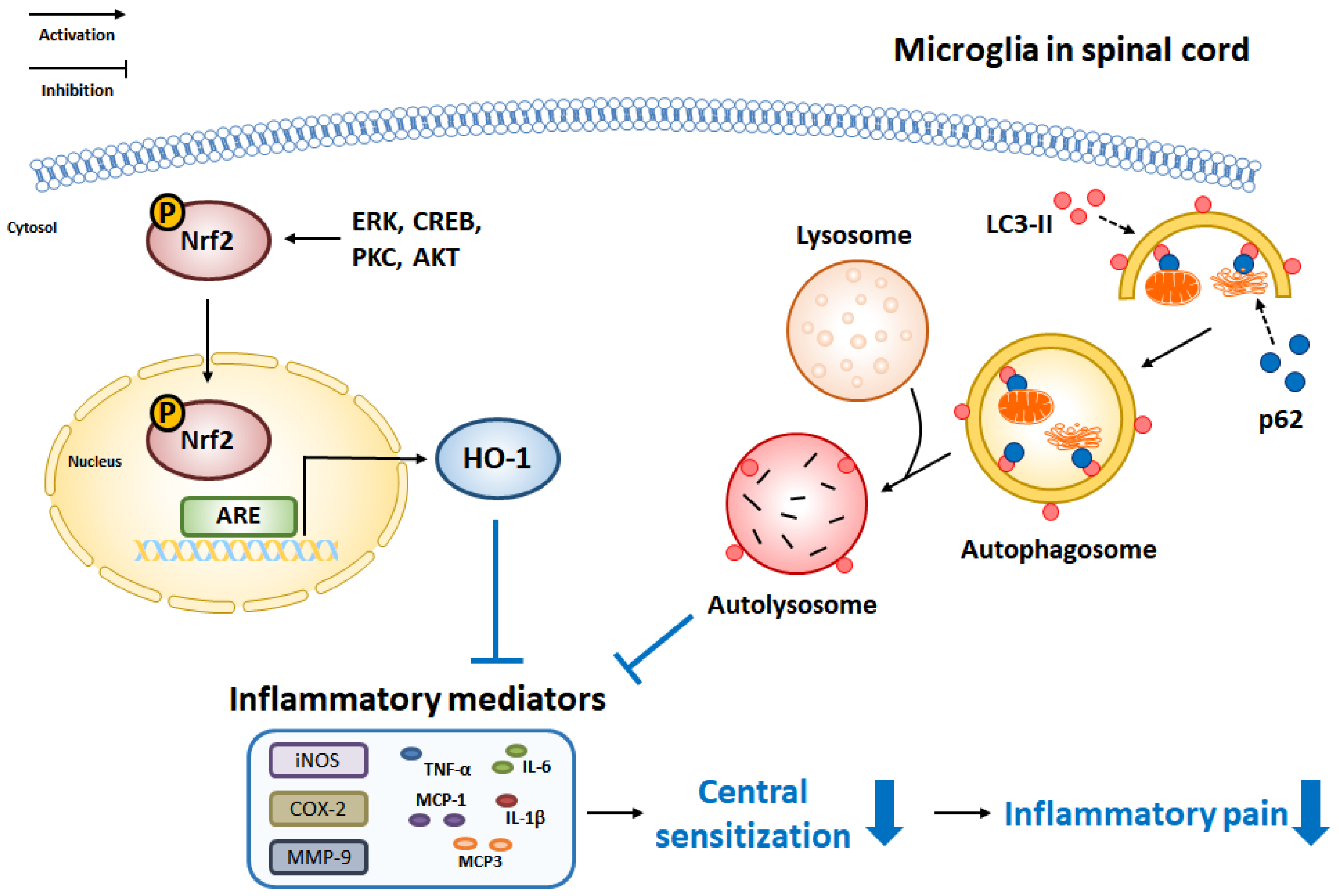 Pharmaceuticals 16 00941 g003