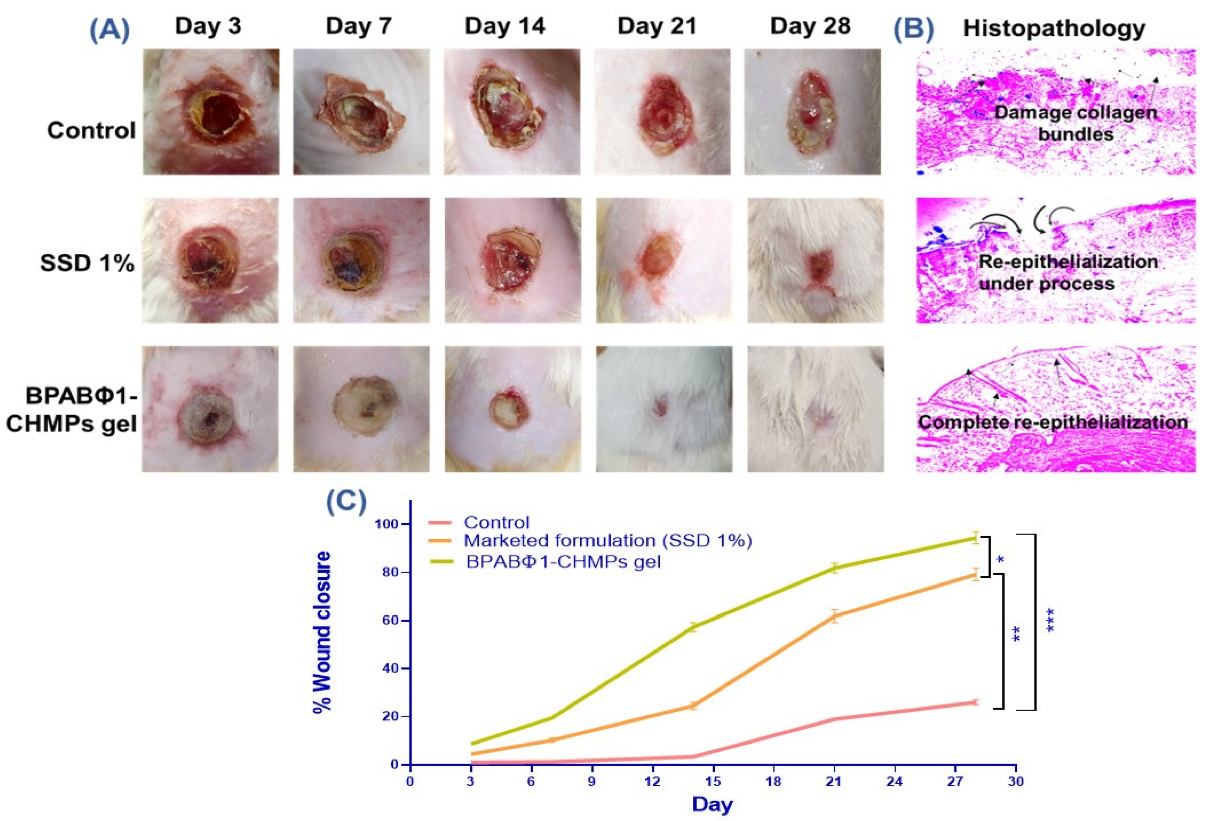 Pharmaceuticals 16 00942 g004
