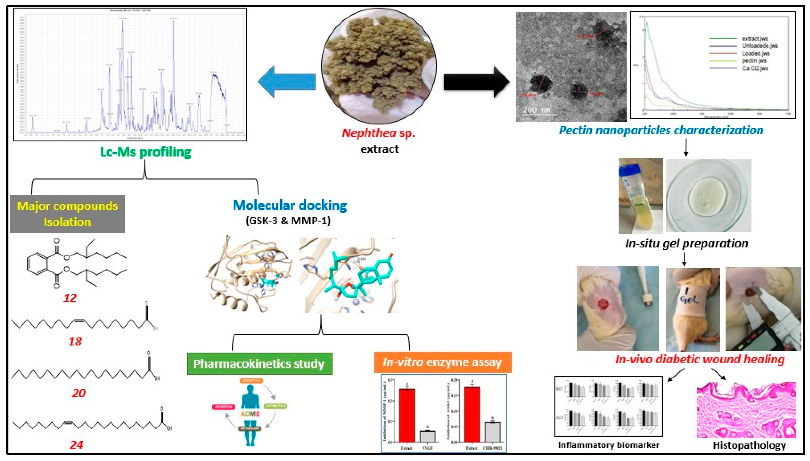 Pharmaceuticals Free FullText Pectin NanoparticleLoaded Soft