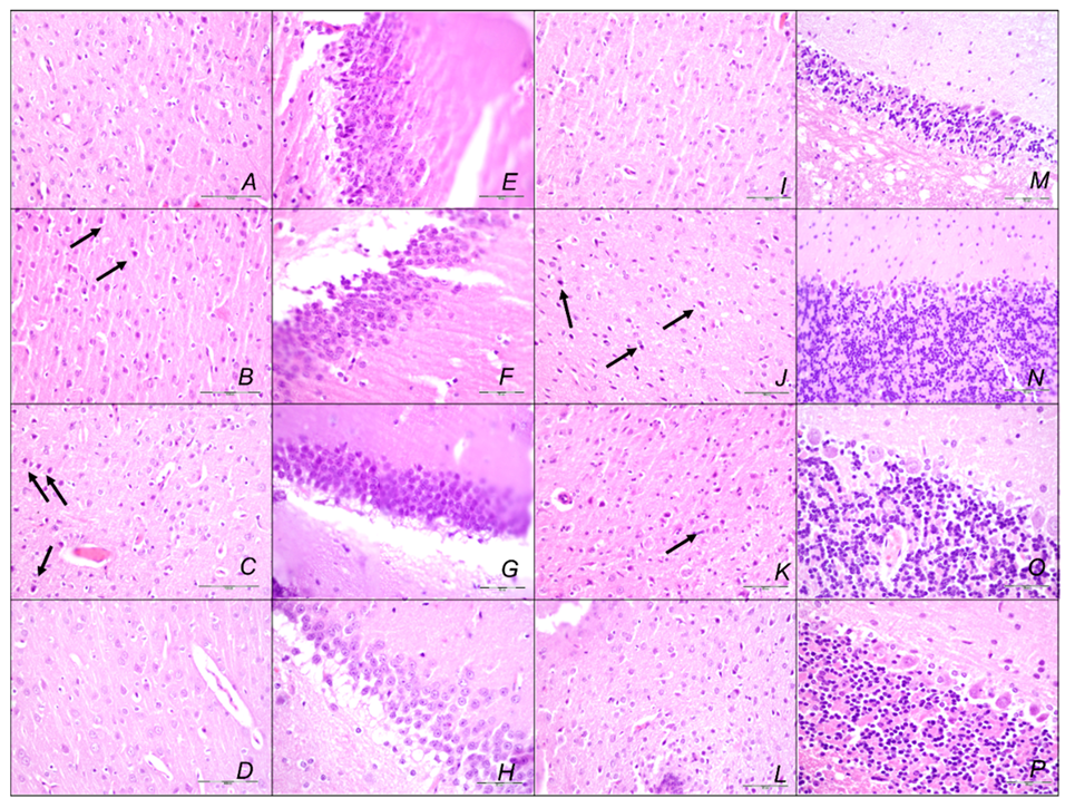 Pharmaceuticals 16 00977 g016 Pharmaceuticals 16 00977 g016