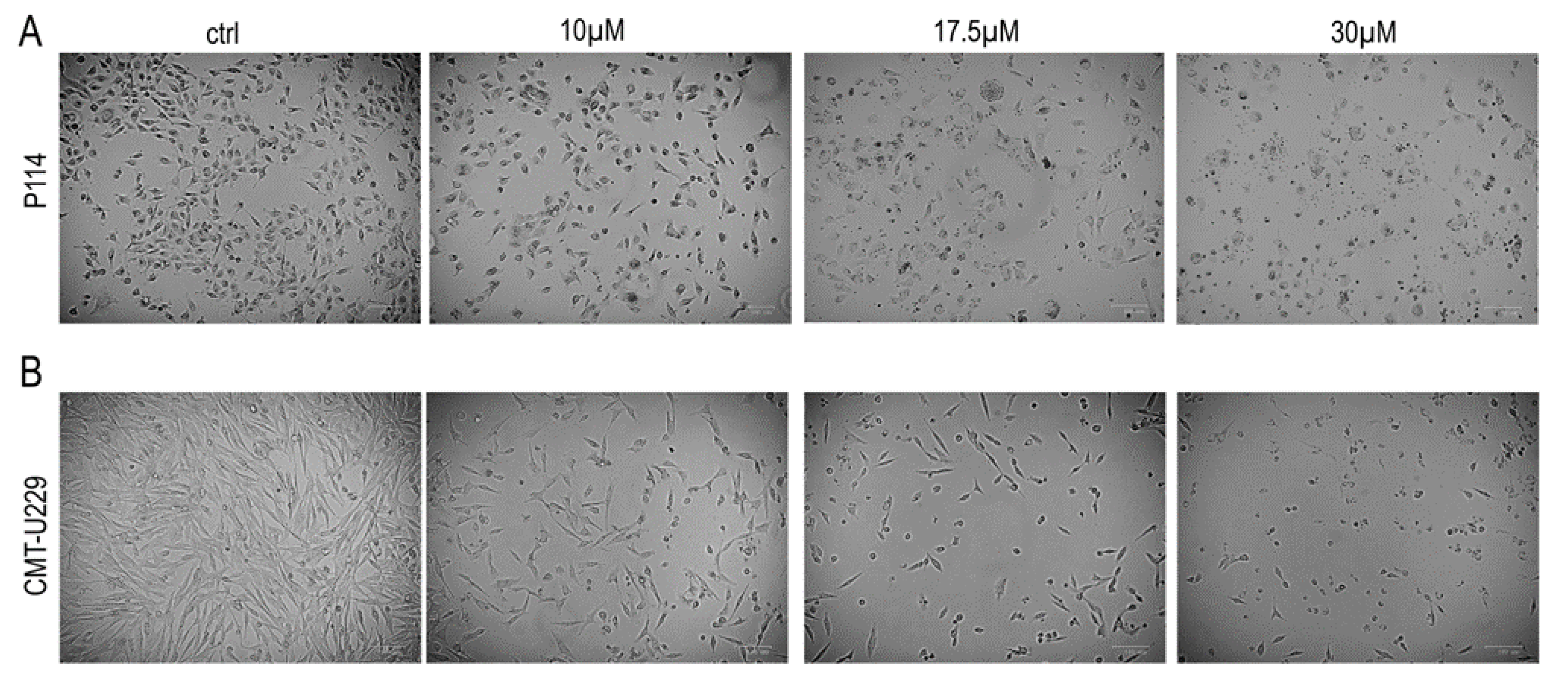 Pharmaceuticals 16 00987 g003 Pharmaceuticals 16 00987 g003