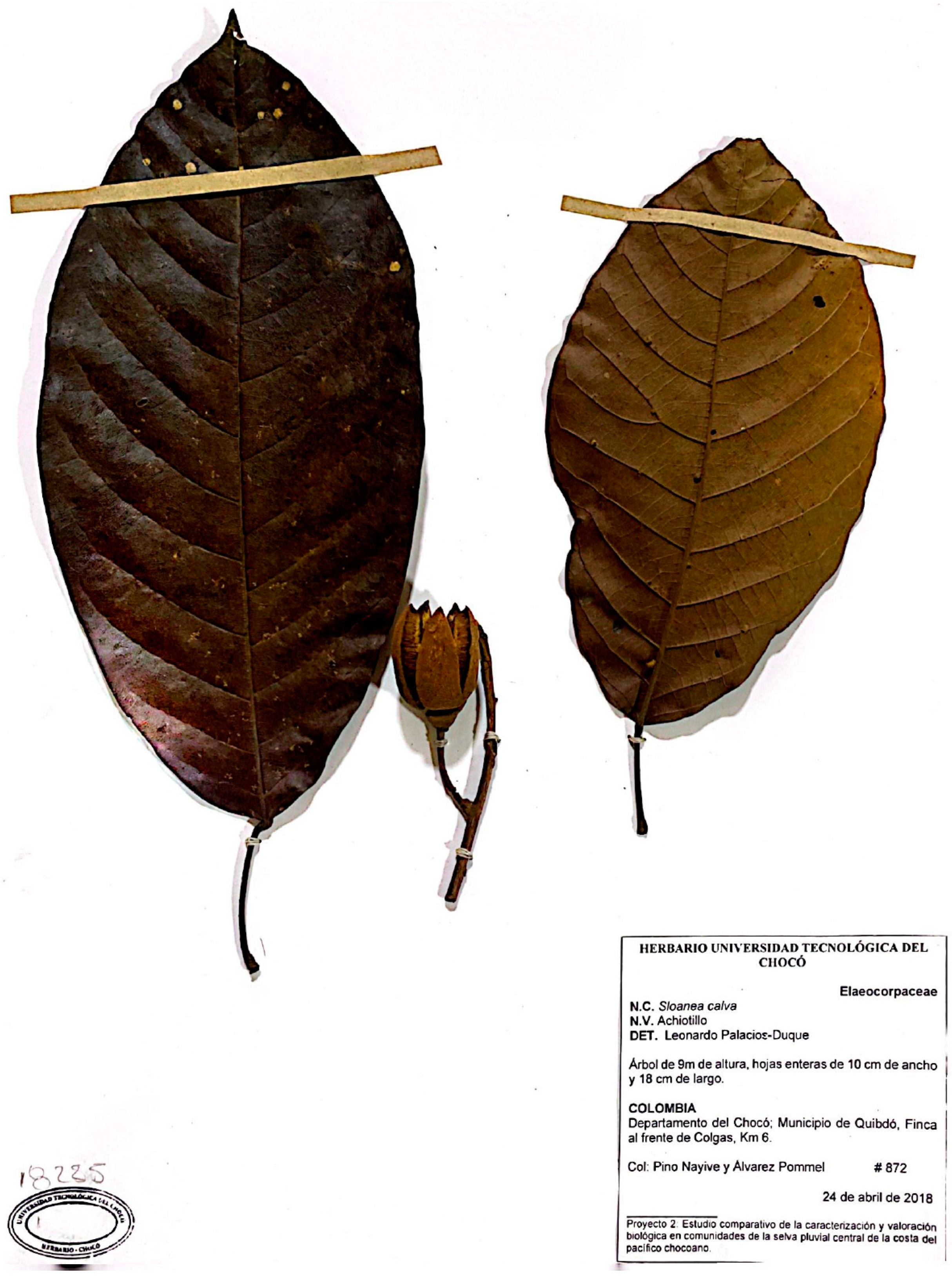 Pharmaceuticals 16 00990 g005