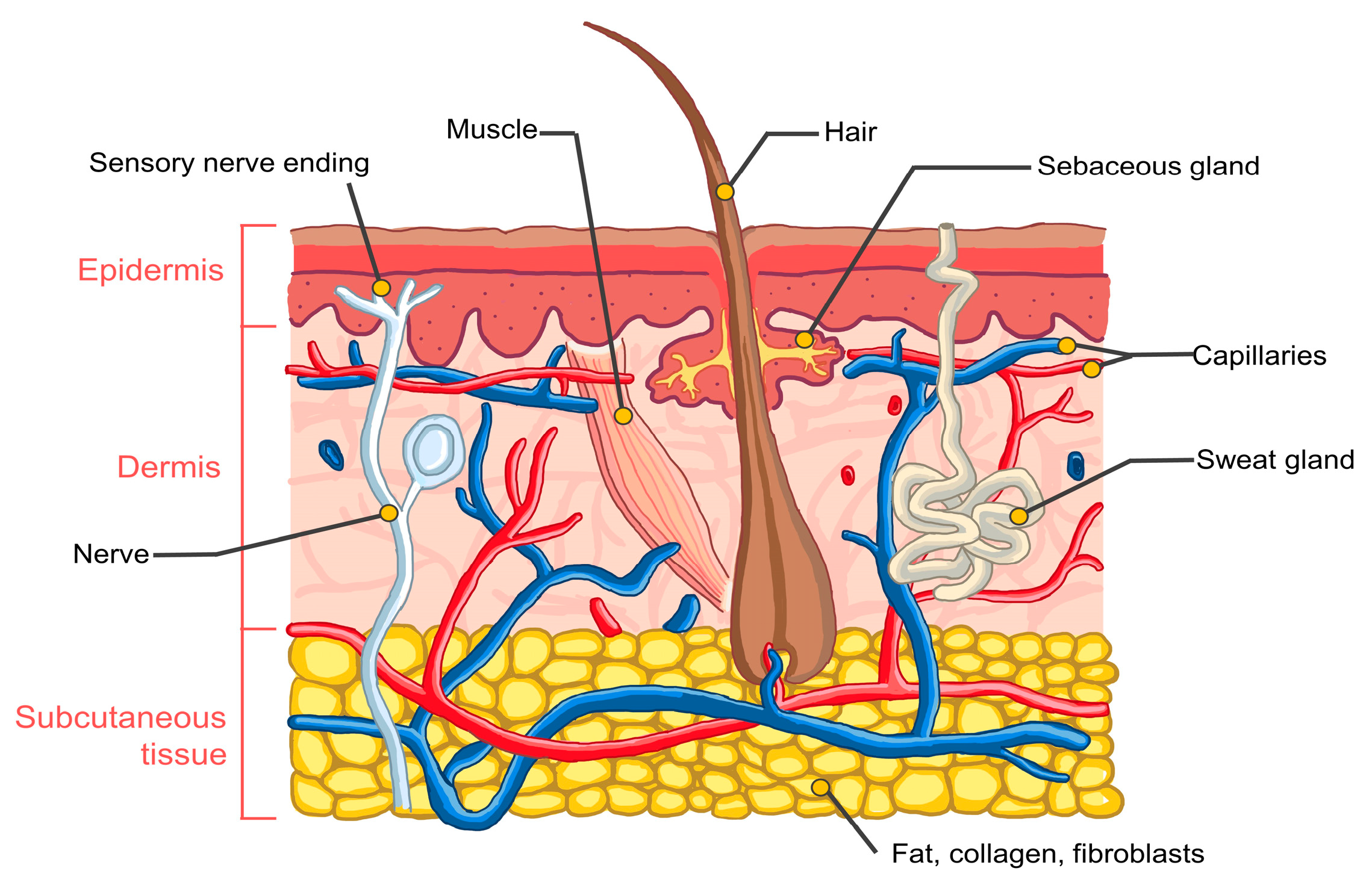 Pharmaceuticals 16 00999 g003 Pharmaceuticals 16 00999 g003