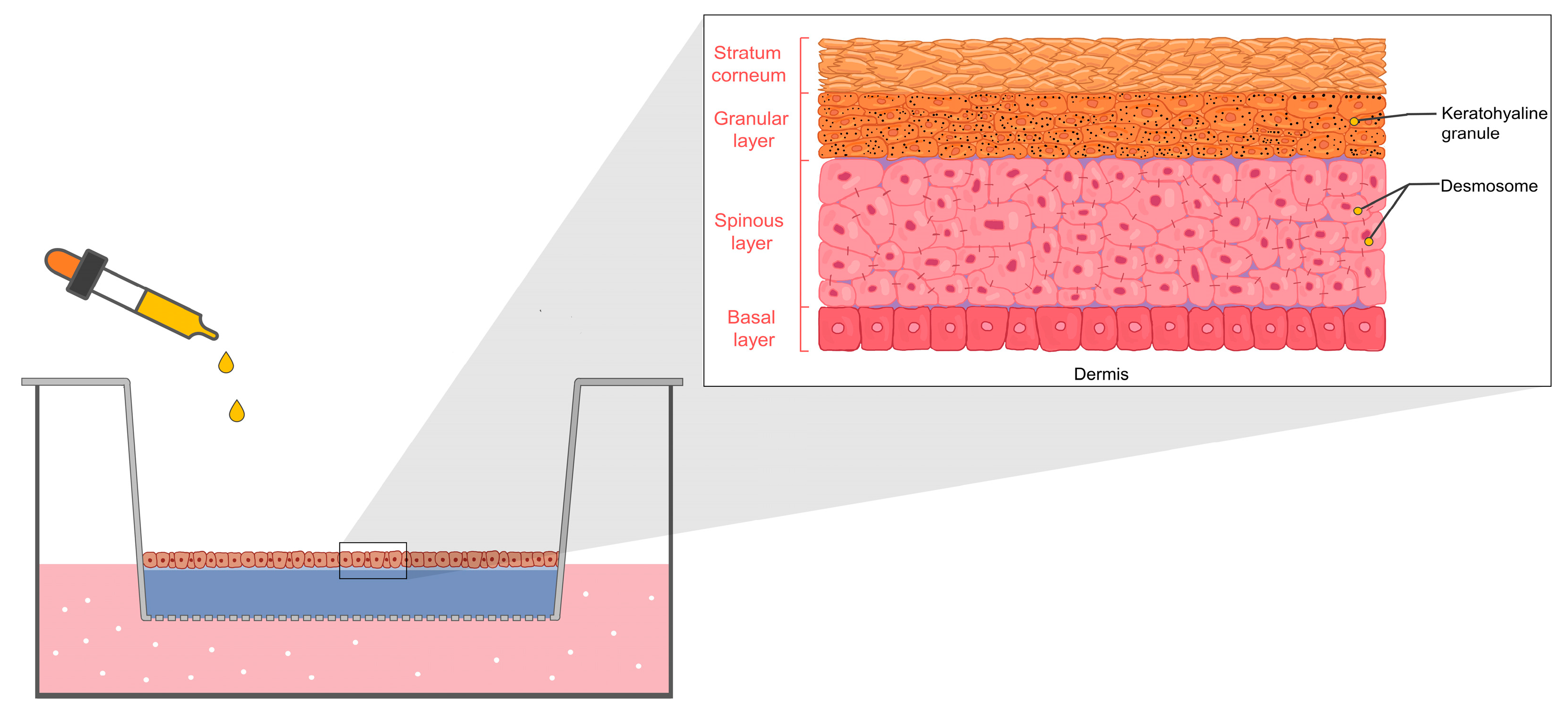 Pharmaceuticals 16 00999 g004 Pharmaceuticals 16 00999 g004