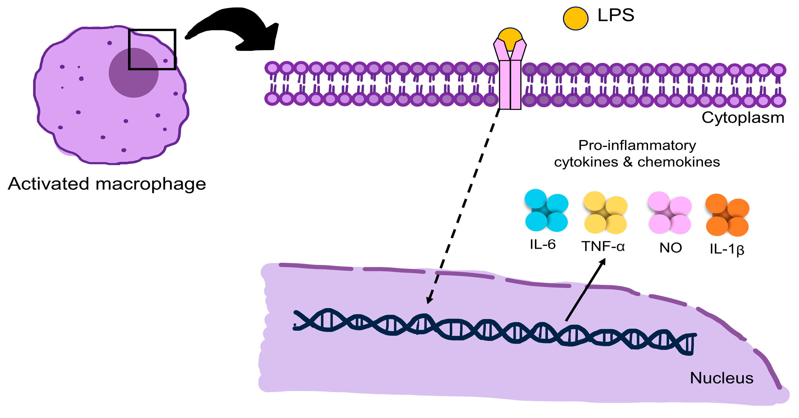 Pharmaceuticals 16 00999 g005 Pharmaceuticals 16 00999 g005