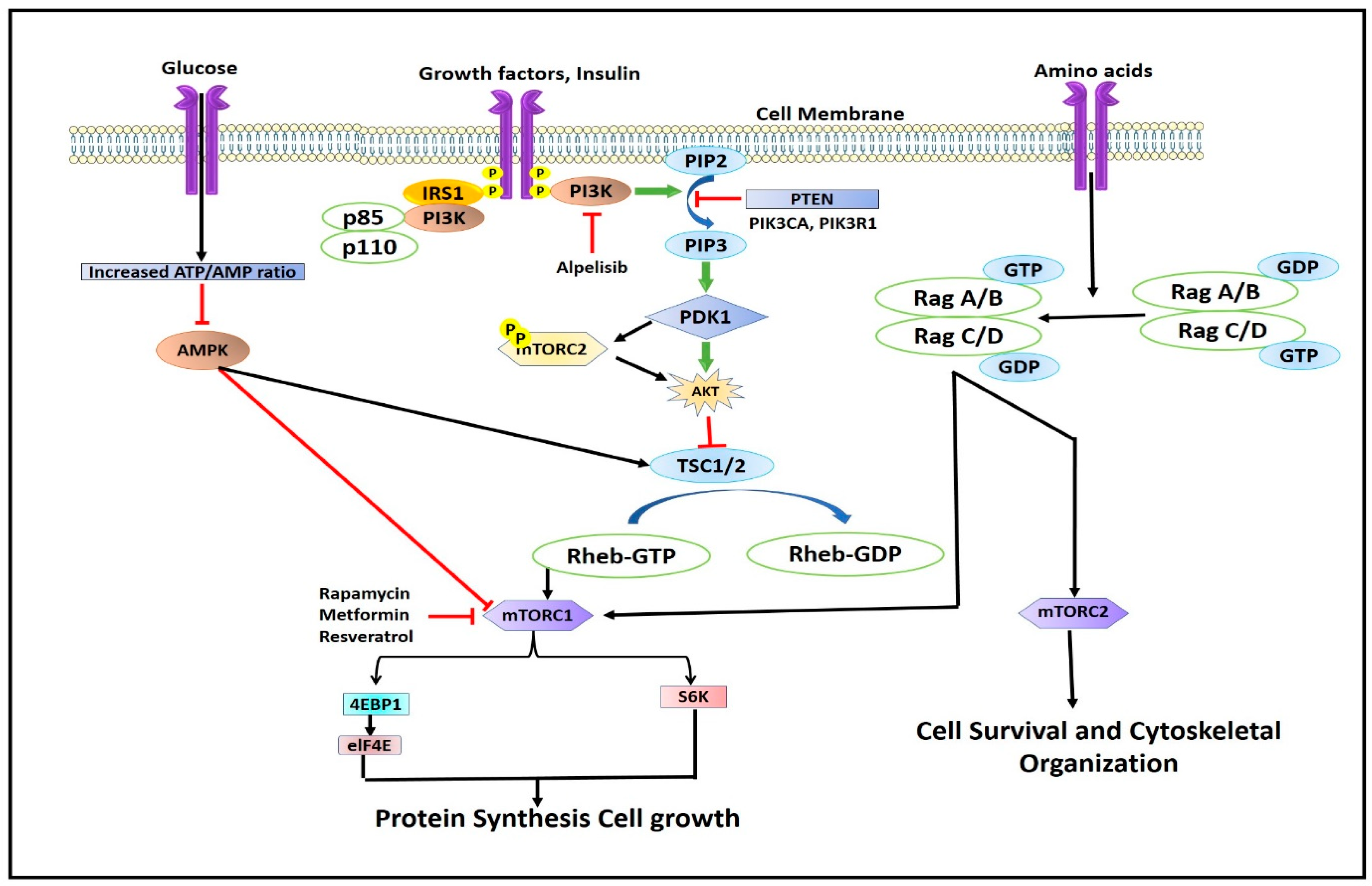 Pharmaceuticals 16 01004 g003