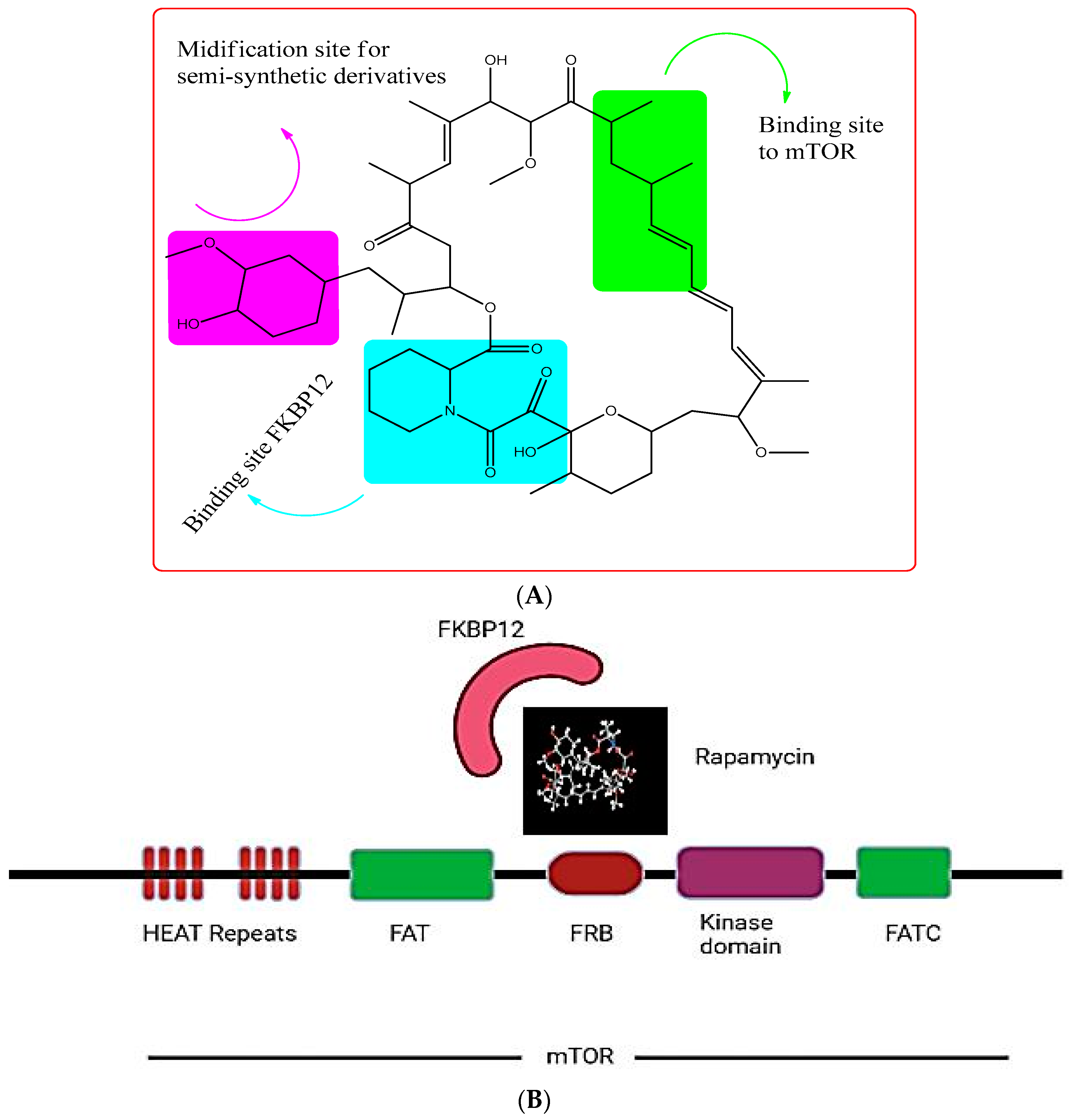 Pharmaceuticals 16 01004 g004