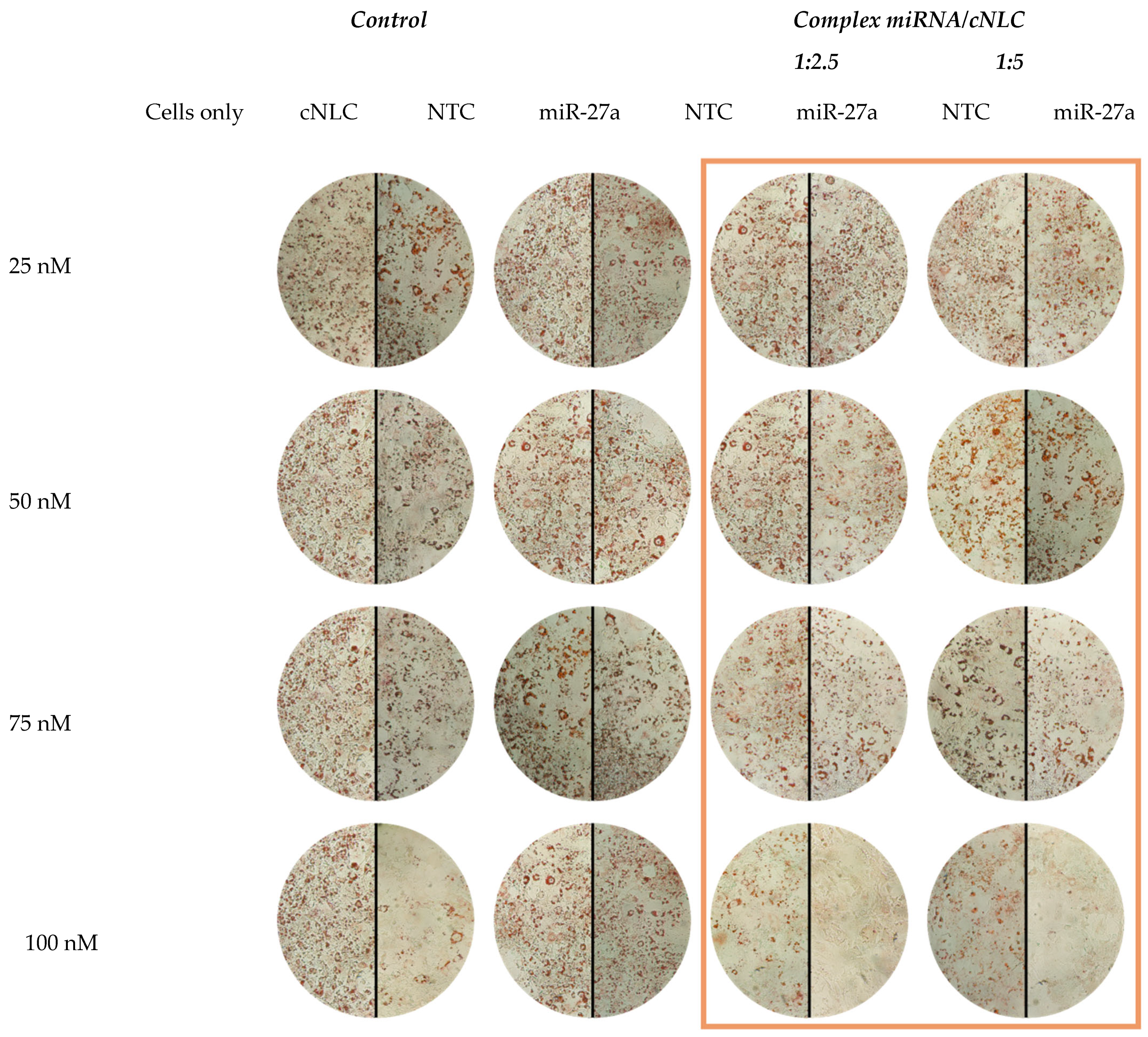 Pharmaceuticals 16 01007 g009