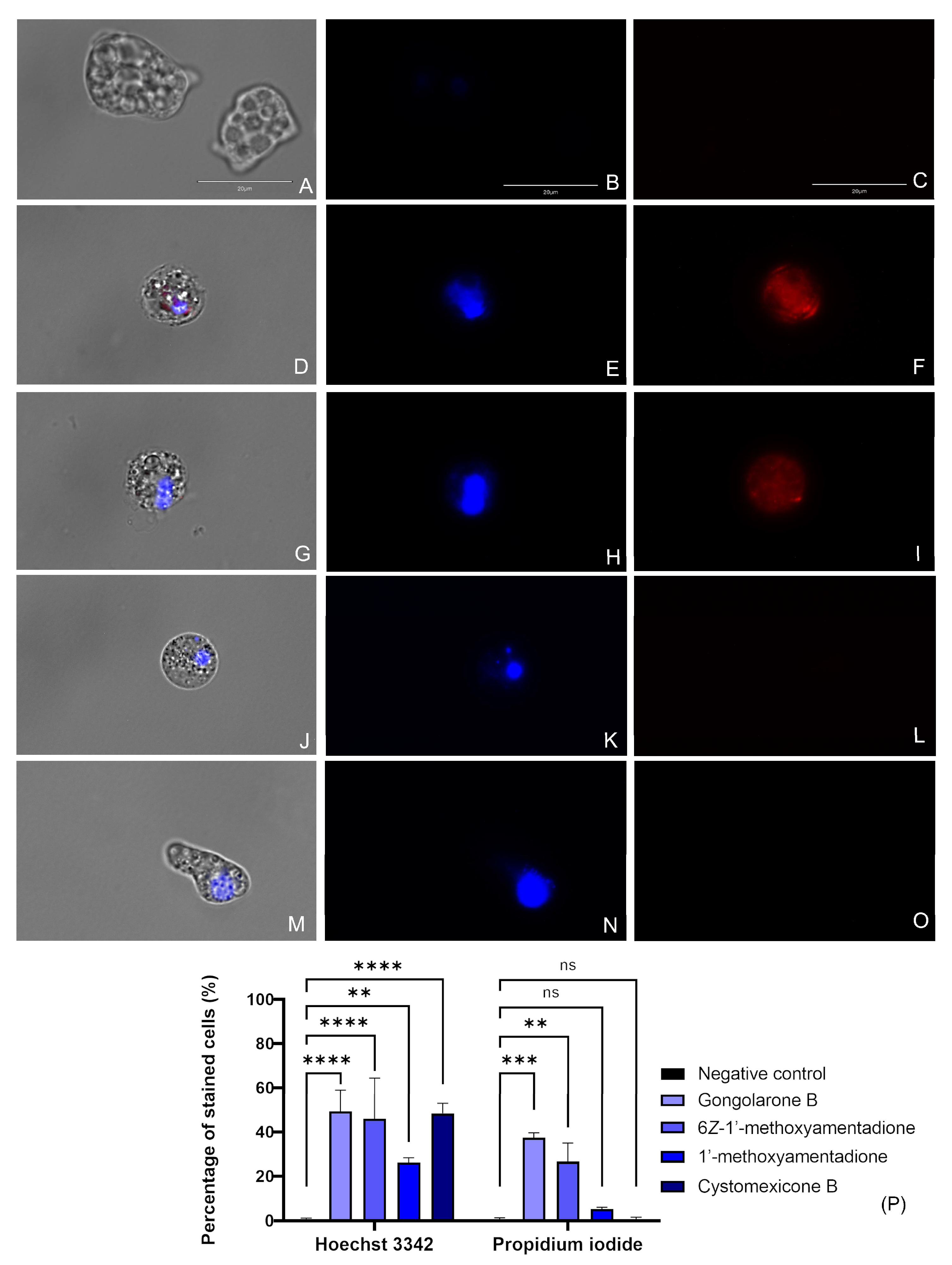 Pharmaceuticals 16 01010 g002 Pharmaceuticals 16 01010 g002
