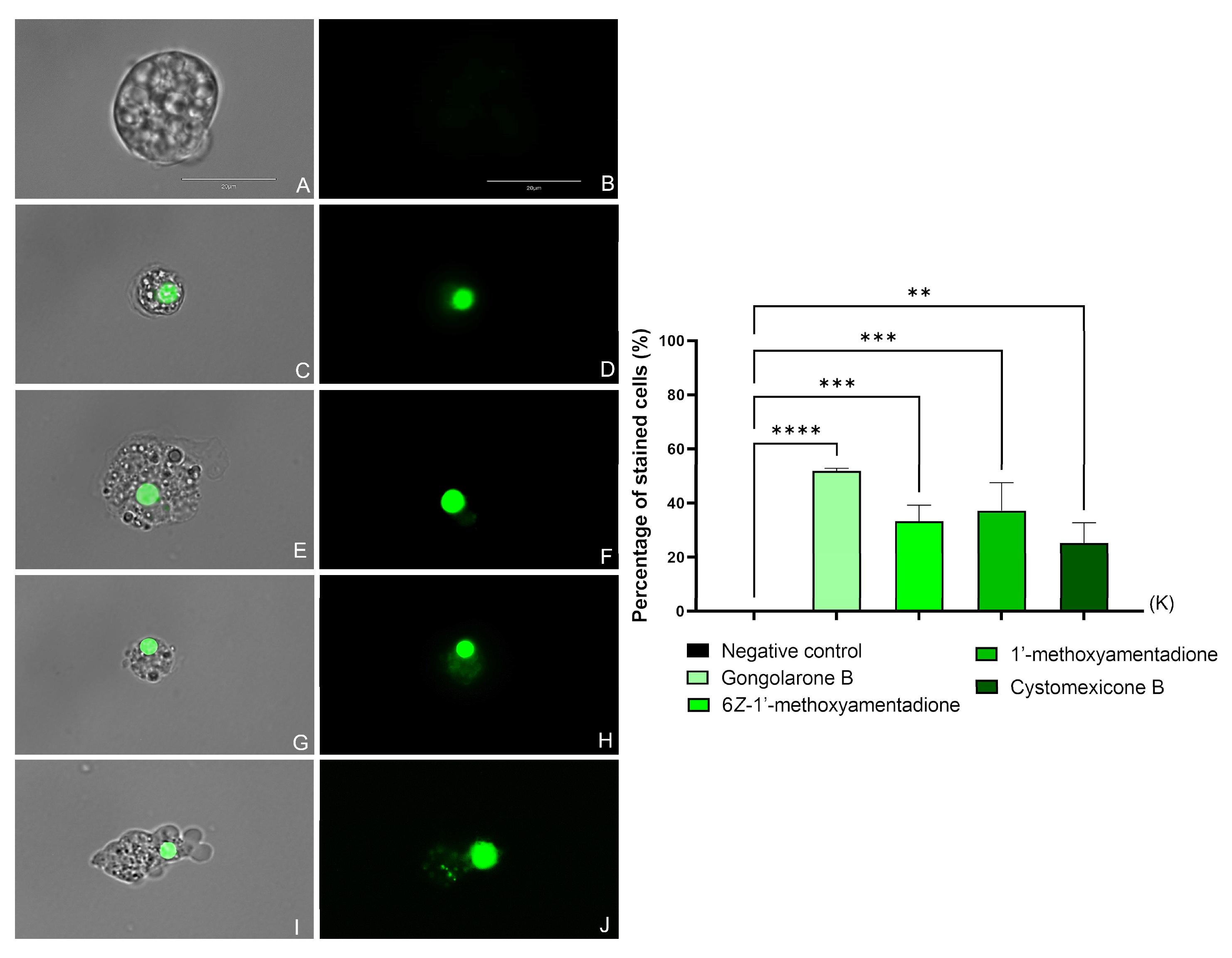 Pharmaceuticals 16 01010 g003 Pharmaceuticals 16 01010 g003