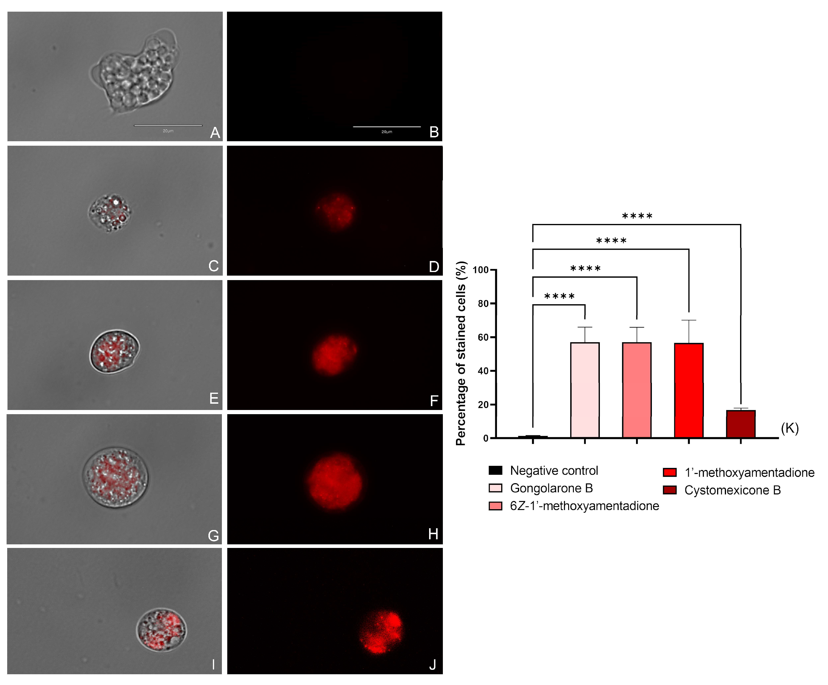 Pharmaceuticals 16 01010 g004 Pharmaceuticals 16 01010 g004