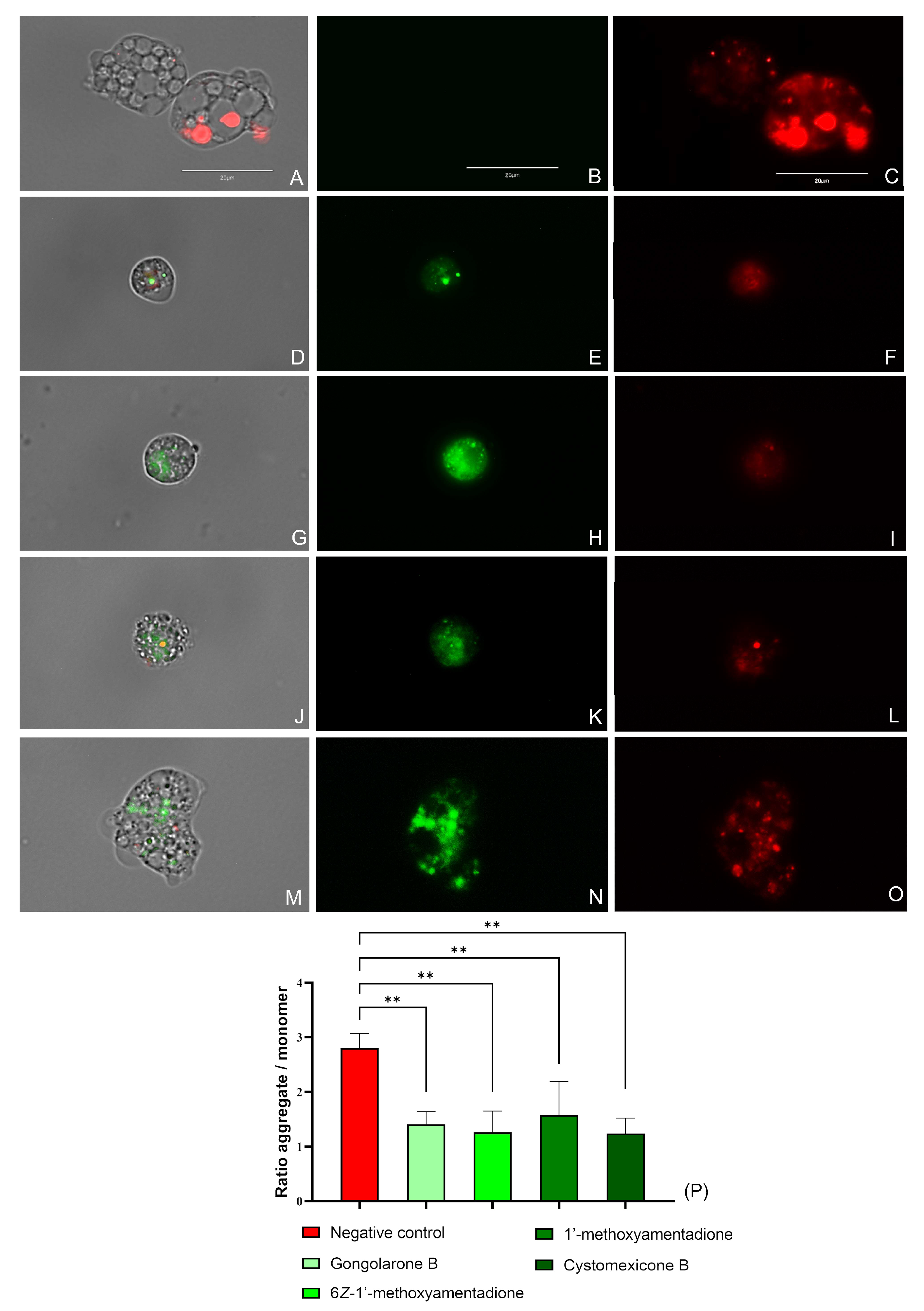 Pharmaceuticals 16 01010 g005 Pharmaceuticals 16 01010 g005