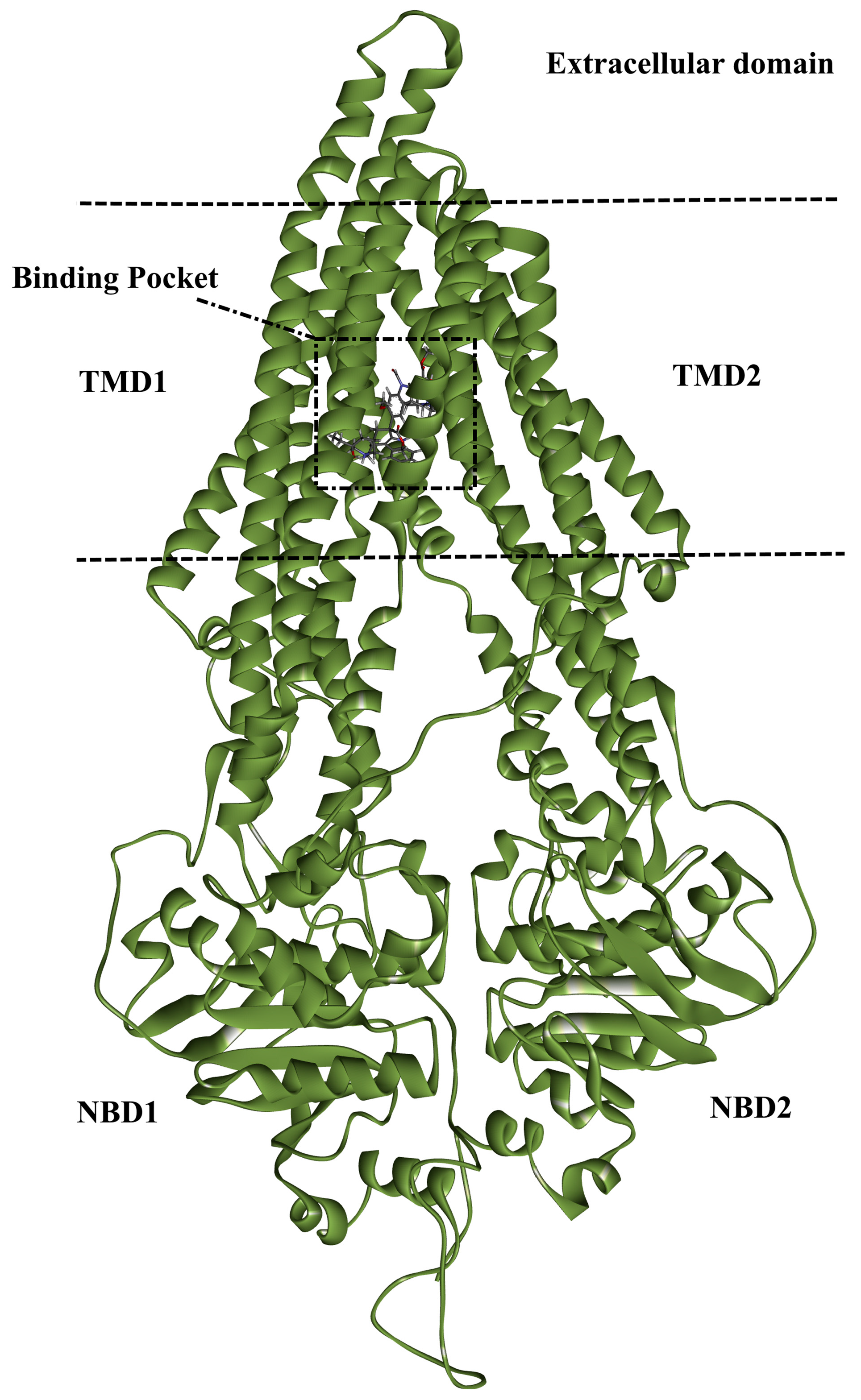 Pharmaceuticals 16 01019 g001 Pharmaceuticals 16 01019 g001