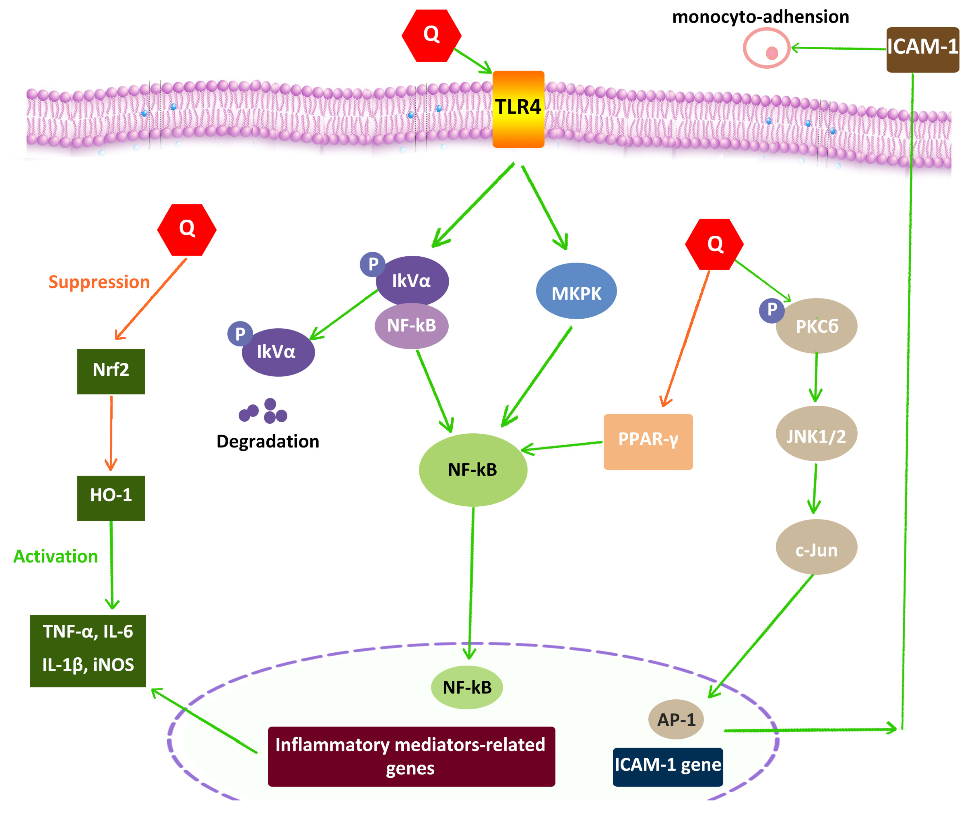 Pharmaceuticals 16 01020 g004
