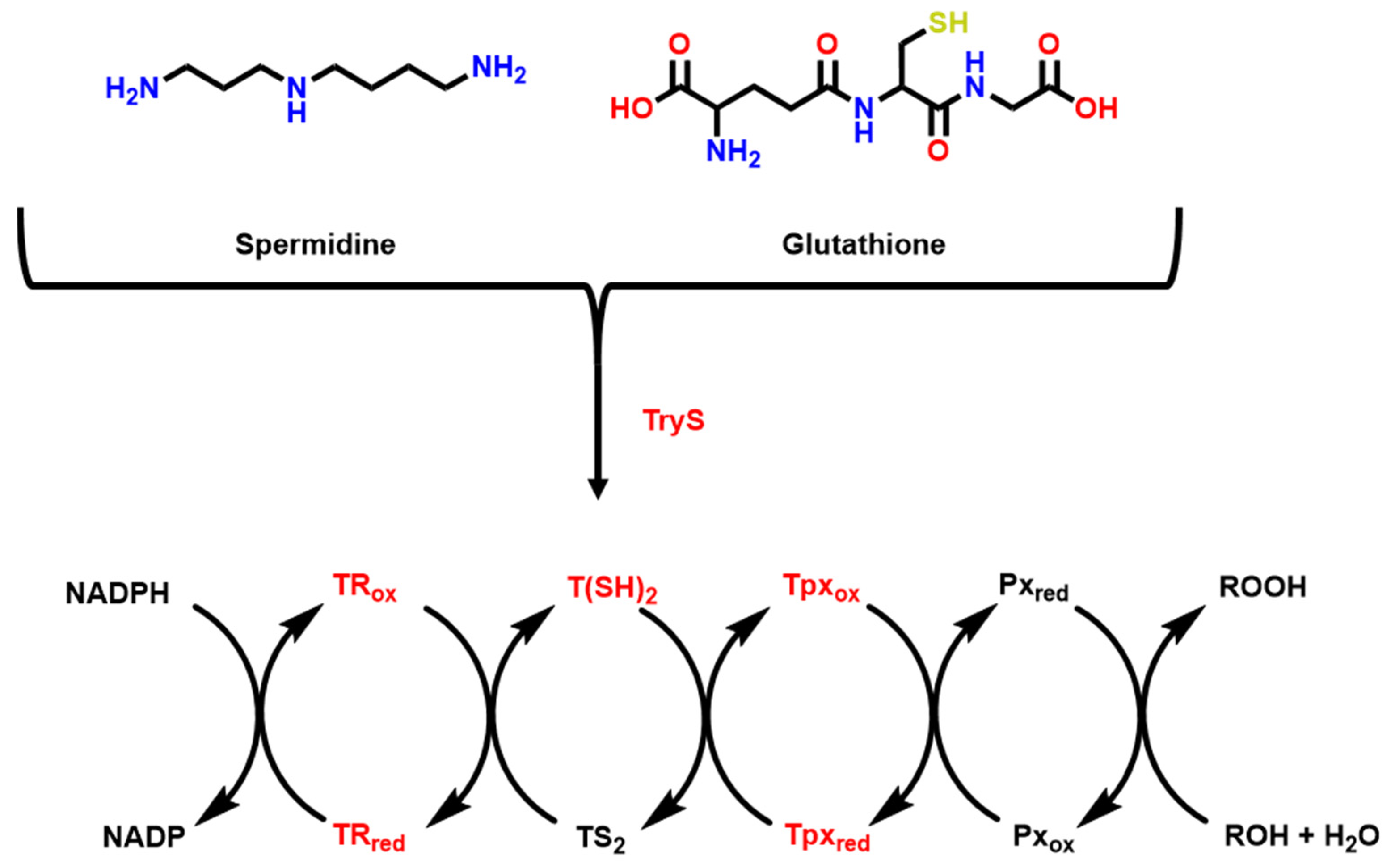 Pharmaceuticals 16 01028 g001