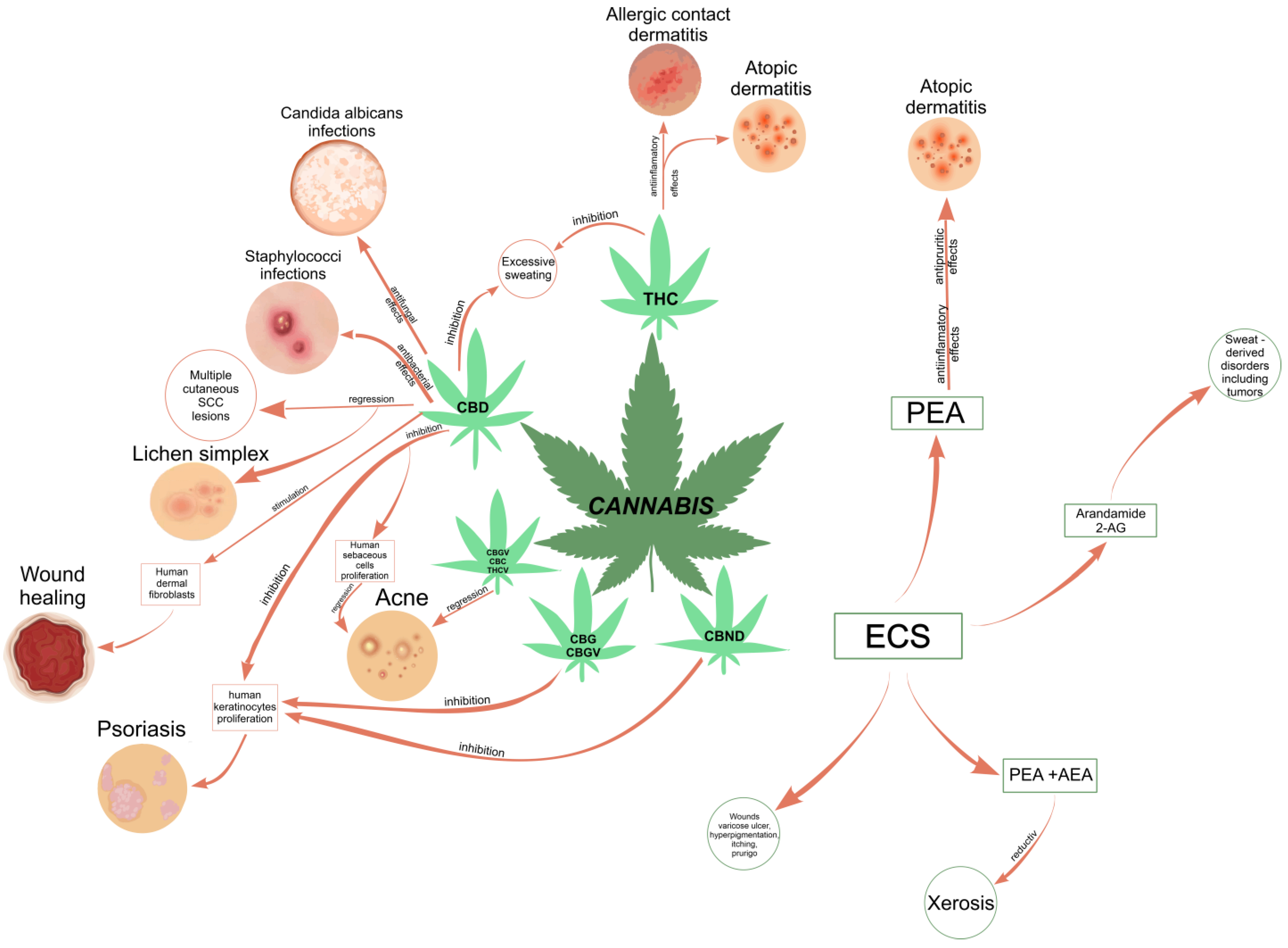 Does CBD Oil Interact with Steroid Injections? Unveiling Facts