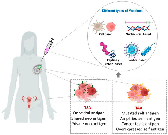 Peptide Vaccines as Therapeutic and Prophylactic Agents for Female ...
