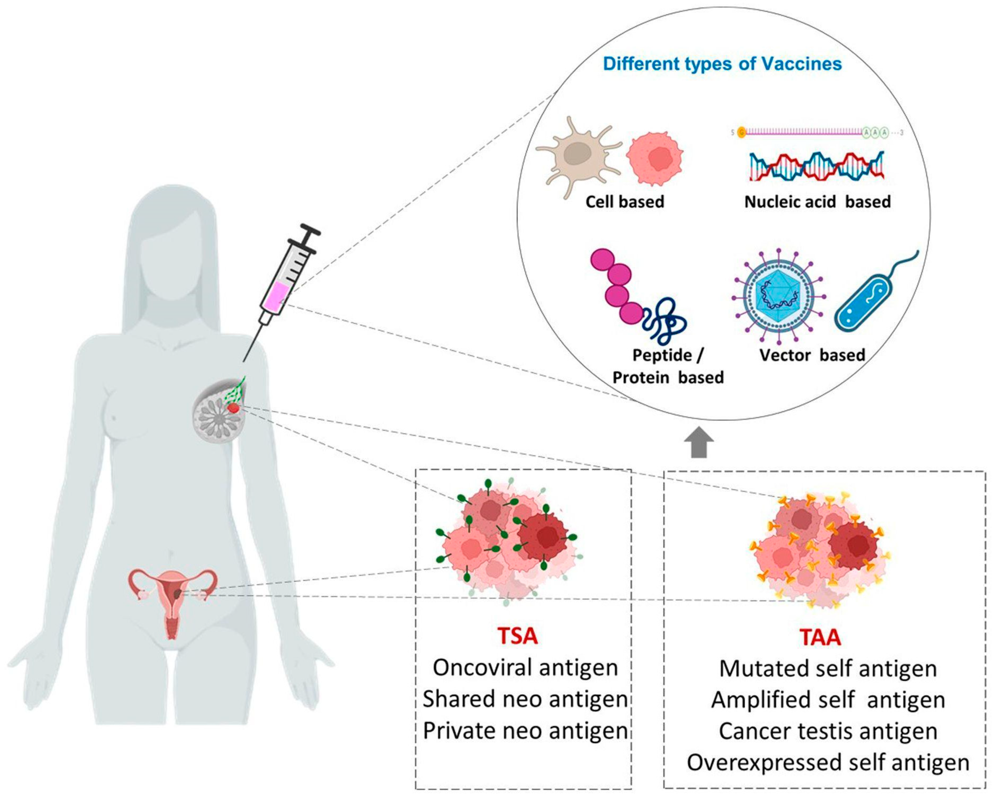 Overview of the single peptides tested for each vaccinee in the 870