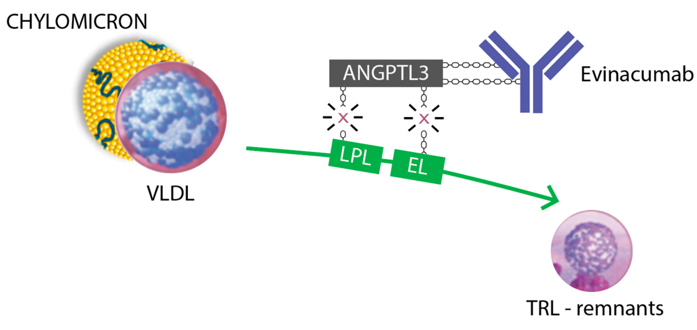 Pharmaceuticals 16 01069 g002