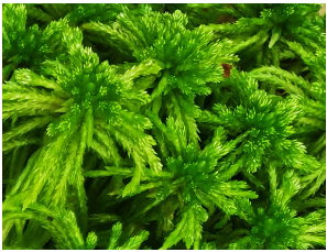 Pharmaceuticals 16 01076 i001 Pharmaceuticals 16 01076 i001