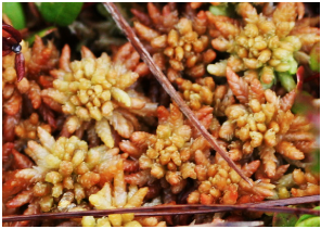 Pharmaceuticals 16 01076 i002 Pharmaceuticals 16 01076 i002