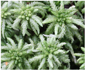 Pharmaceuticals 16 01076 i003 Pharmaceuticals 16 01076 i003