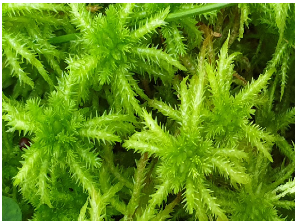 Pharmaceuticals 16 01076 i004 Pharmaceuticals 16 01076 i004