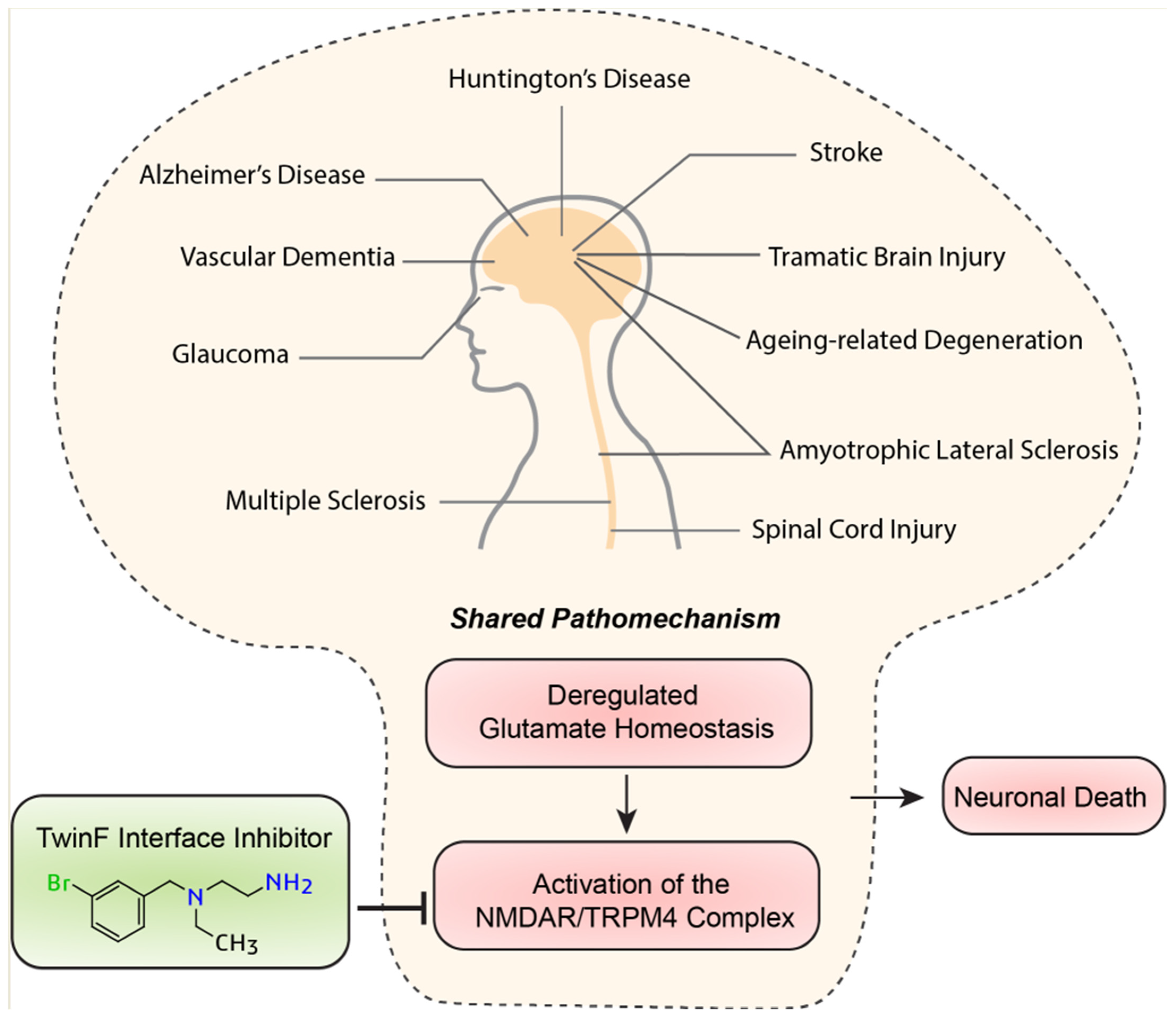 Pharmaceuticals 16 01085 g004