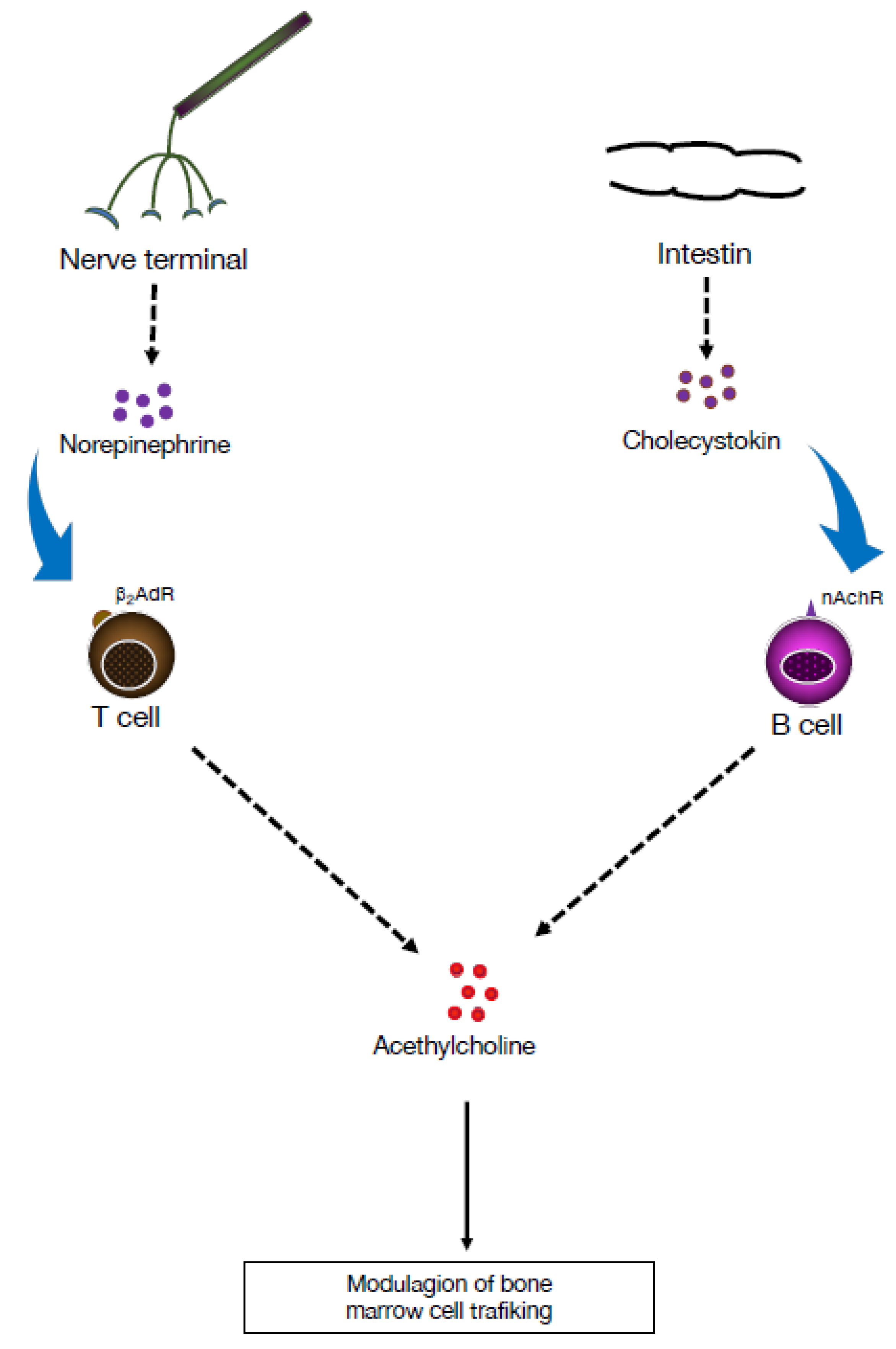 Pharmaceuticals 16 01089 g002
