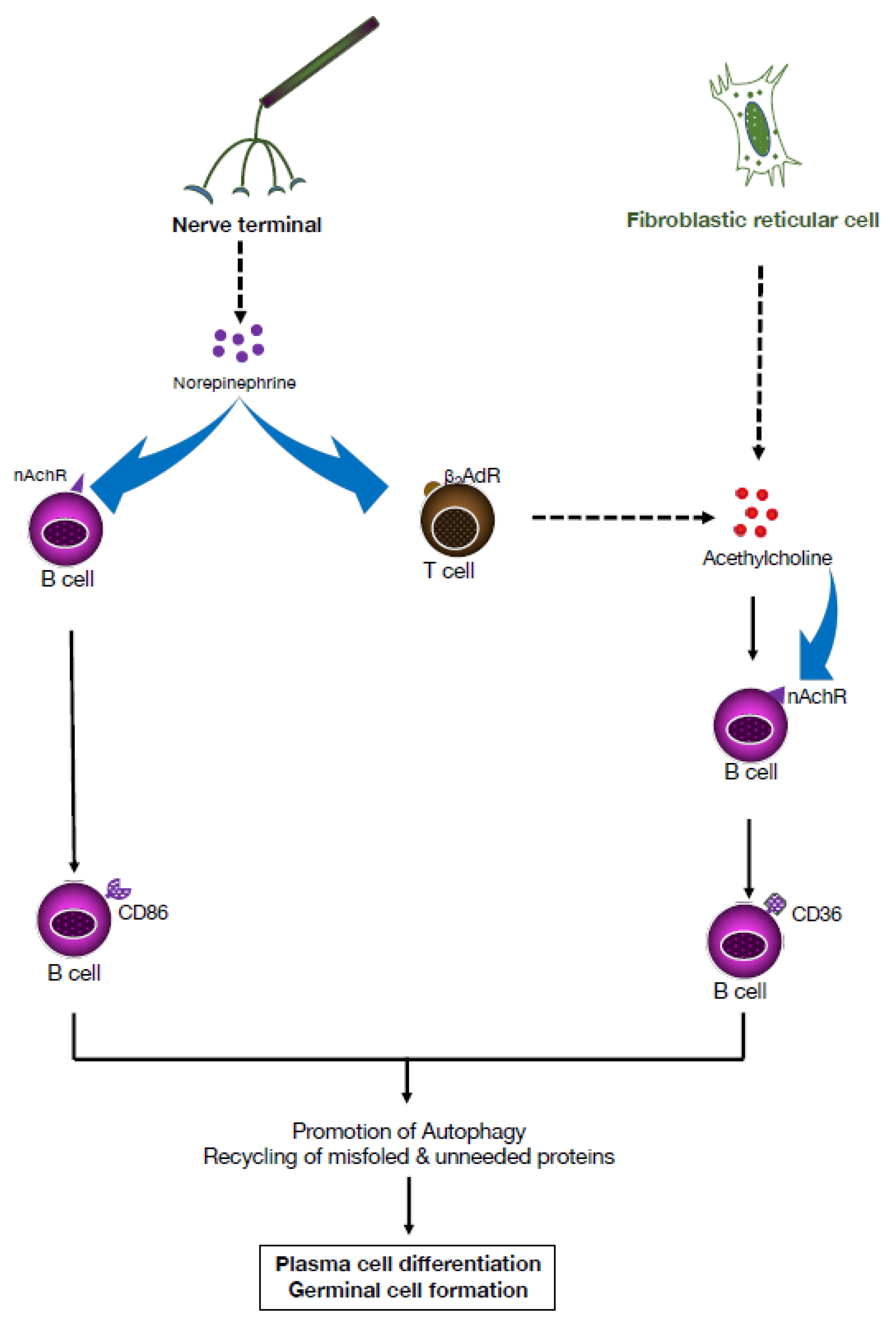 Pharmaceuticals 16 01089 g005