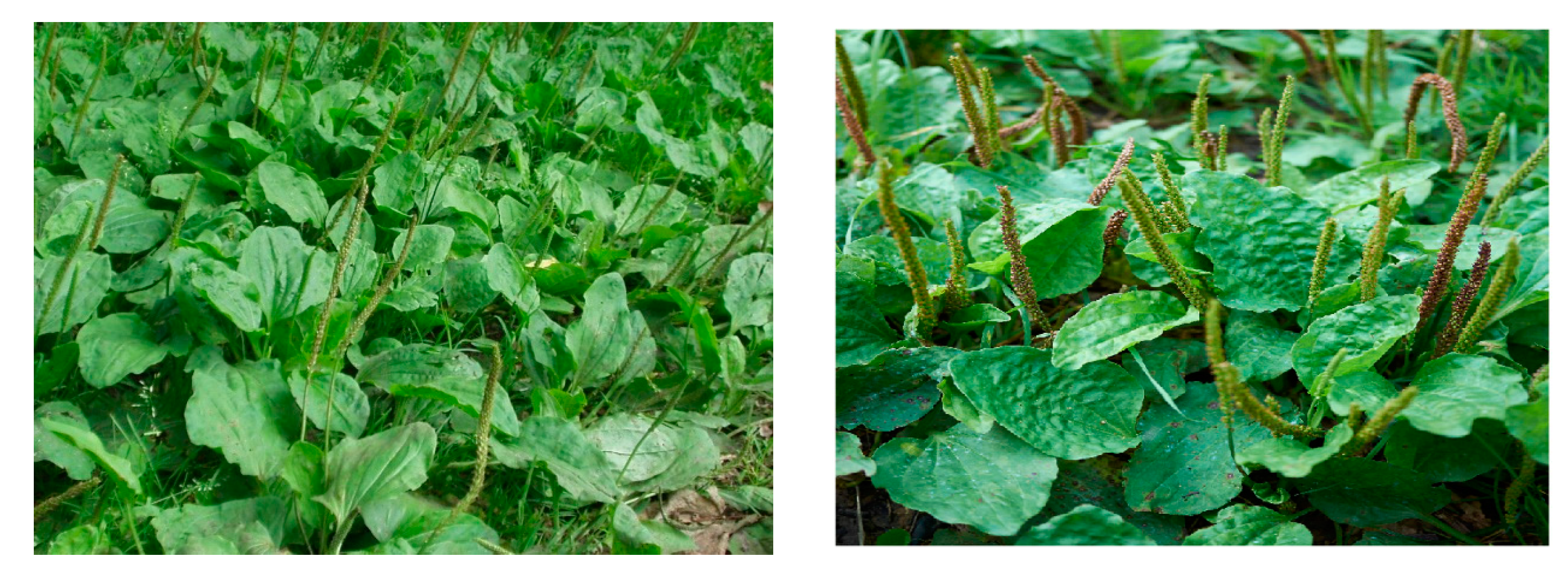 Pharmaceuticals 16 01092 g001 Pharmaceuticals 16 01092 g001