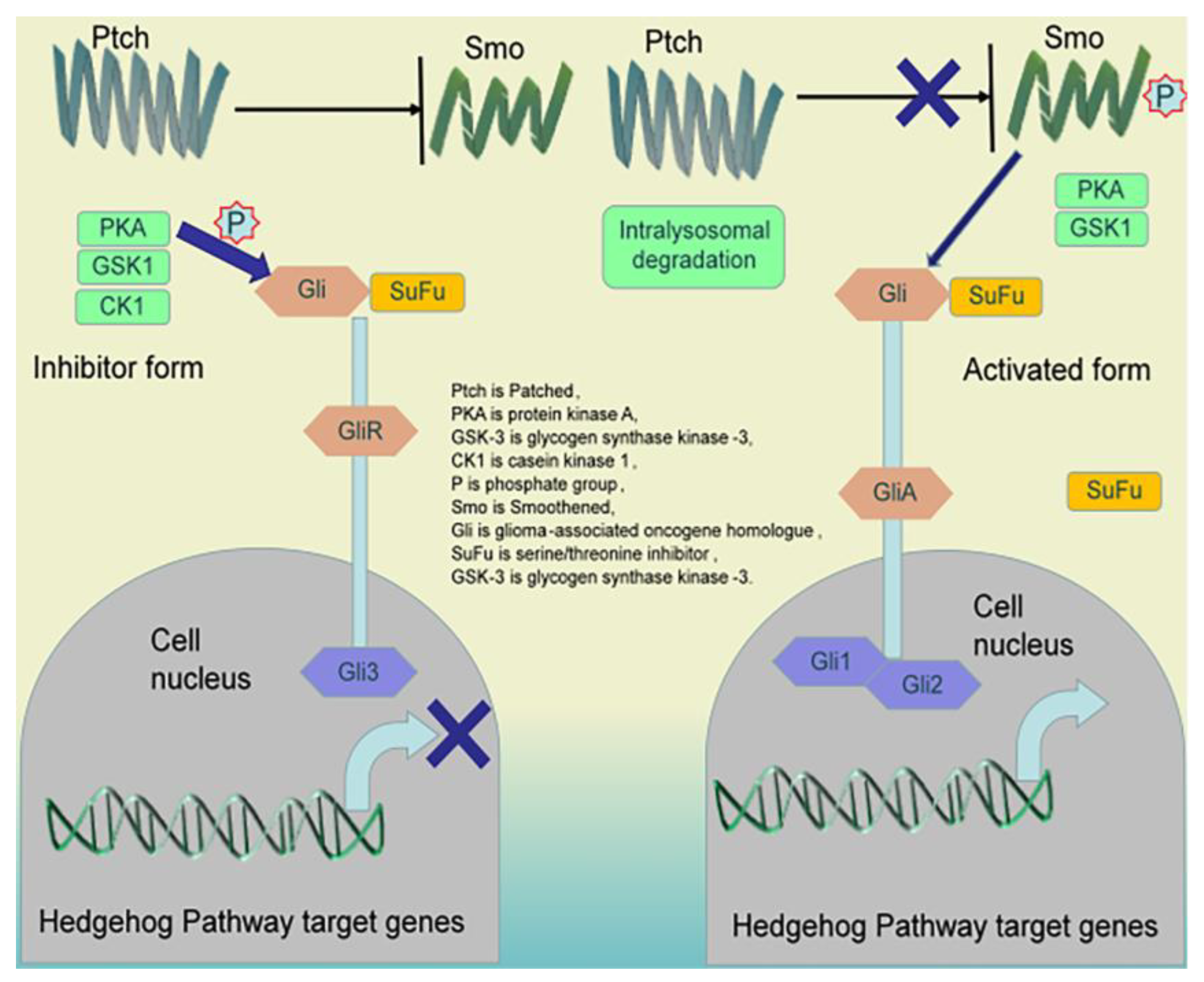 Pharmaceuticals 16 01095 g003 Pharmaceuticals 16 01095 g003