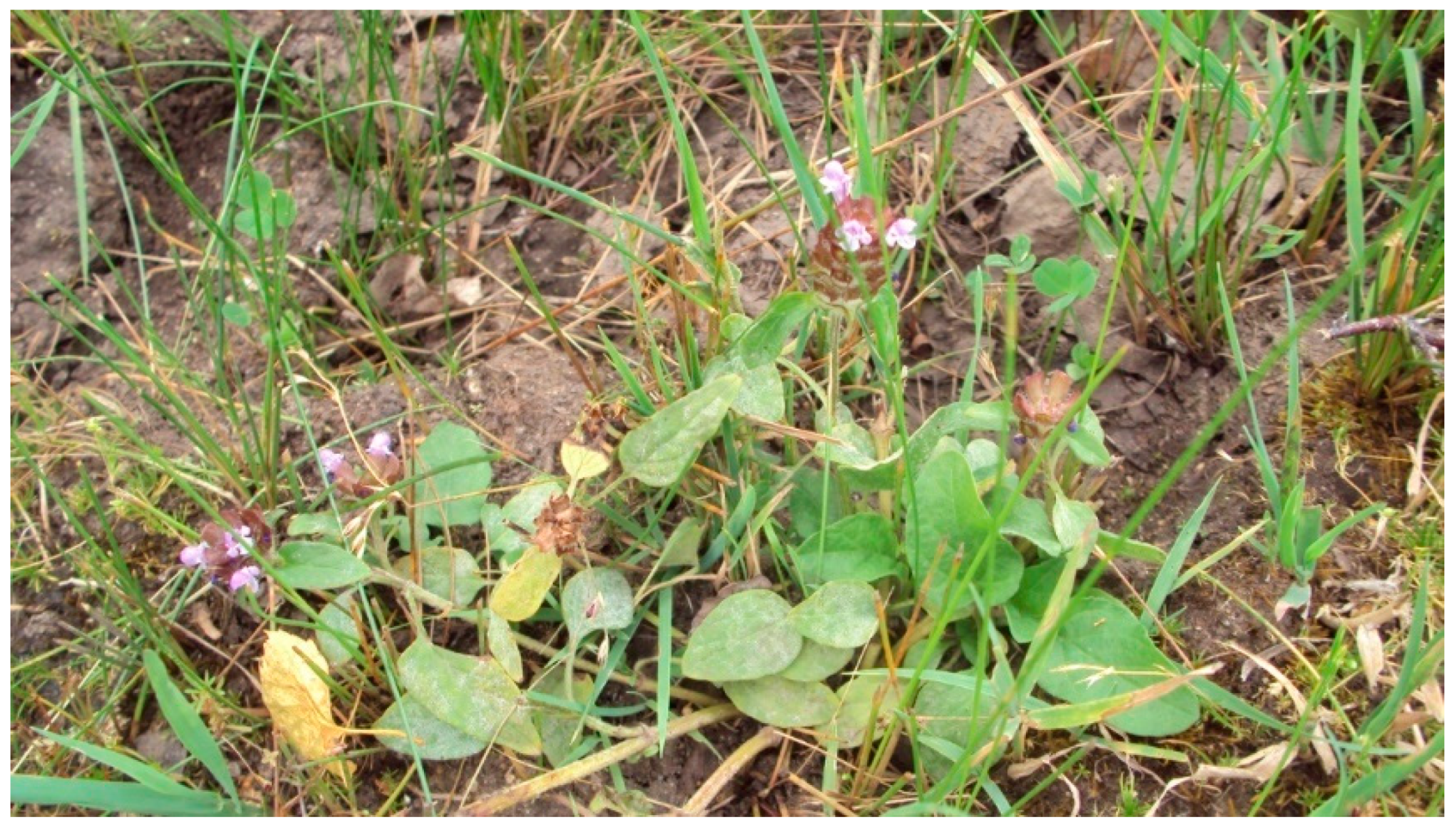 Pharmaceuticals 16 01106 g001 Pharmaceuticals 16 01106 g001