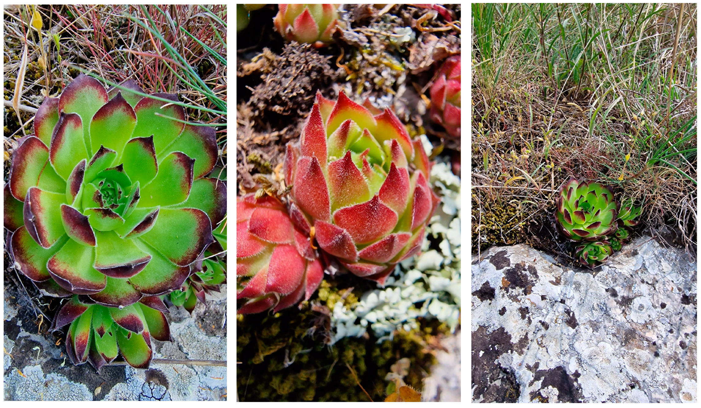 Pharmaceuticals 16 01110 g007 Pharmaceuticals 16 01110 g007