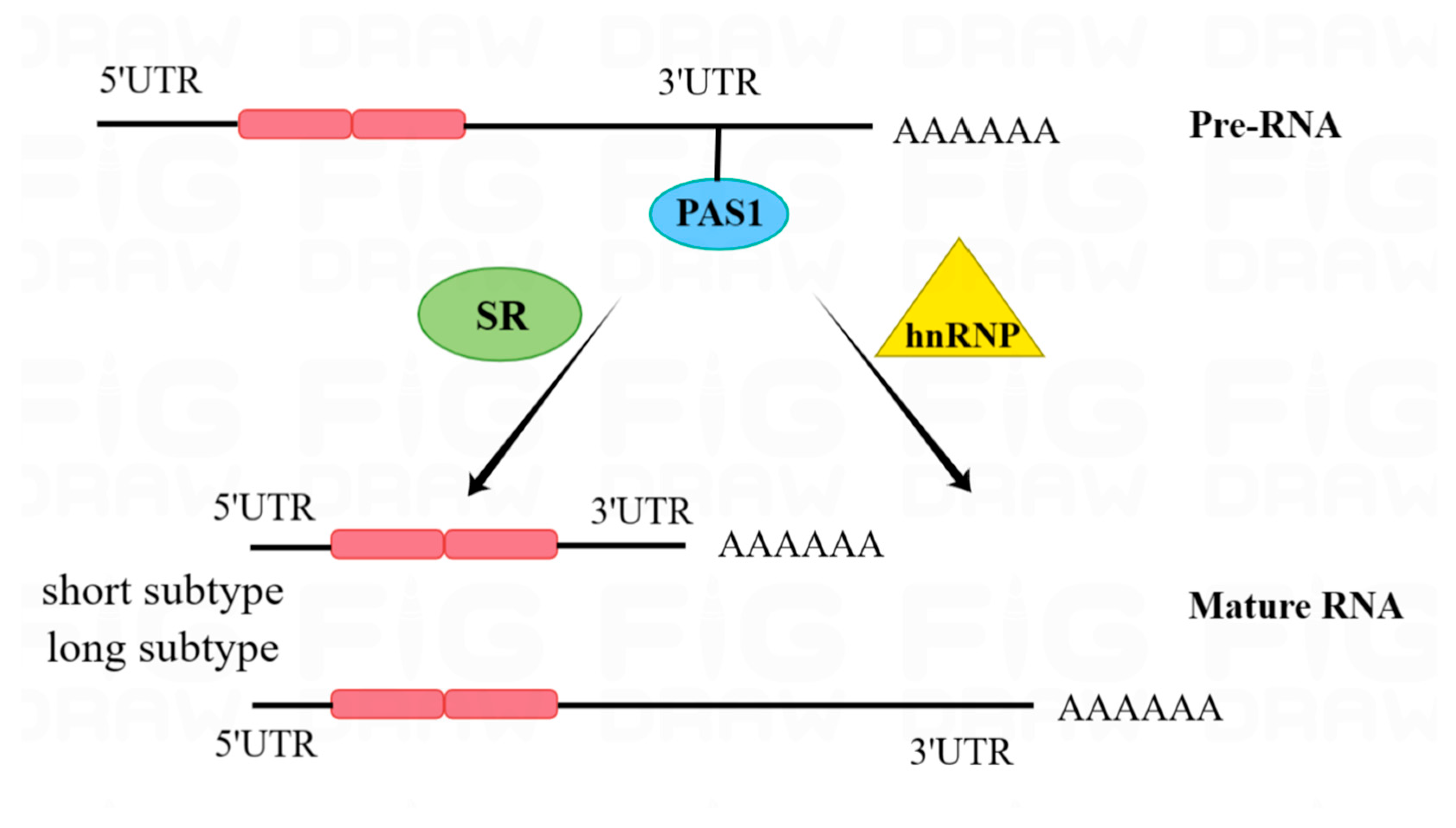 Pharmaceuticals 16 01114 g004 Pharmaceuticals 16 01114 g004