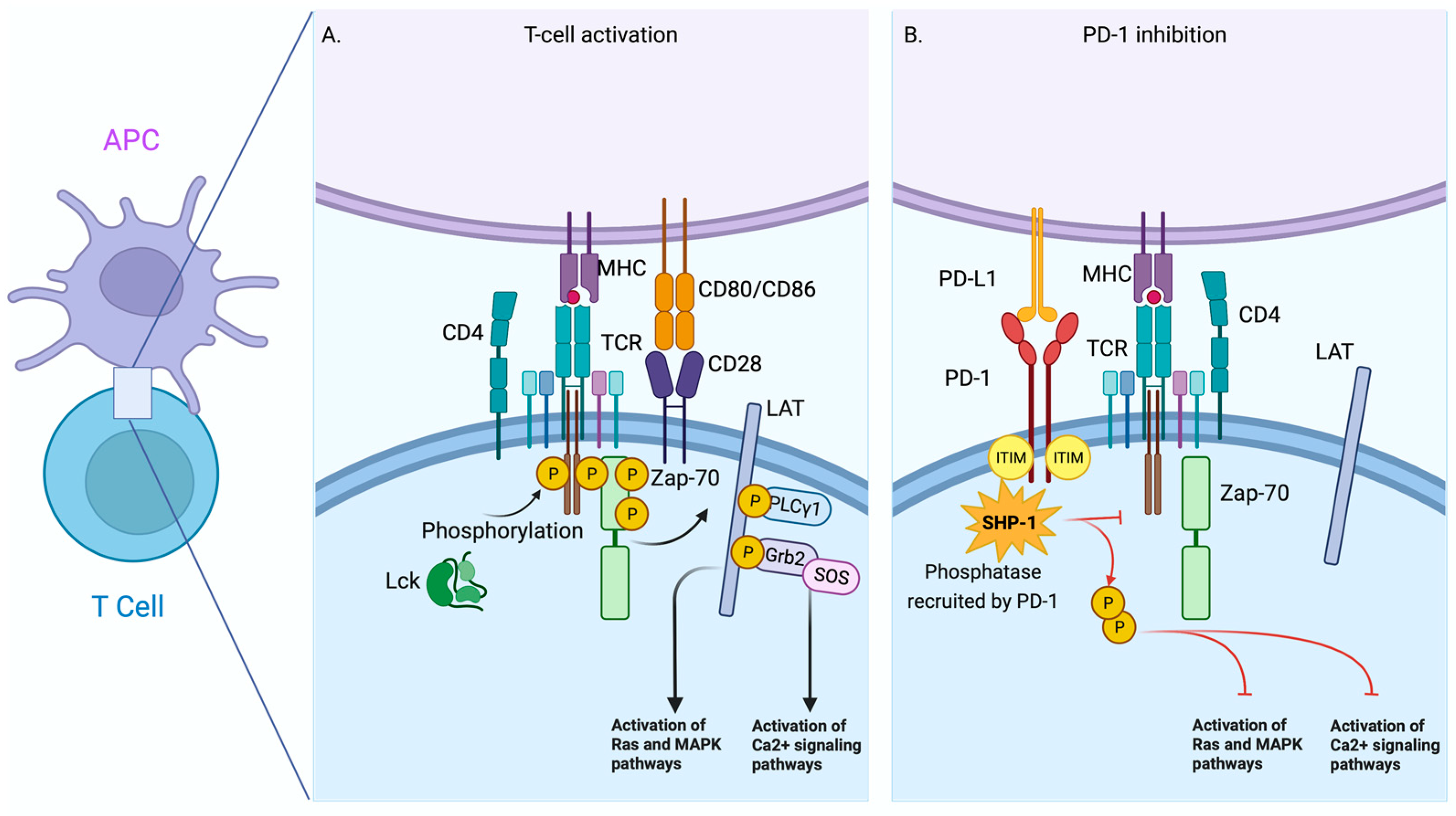 Pharmaceuticals 16 01119 g001 Pharmaceuticals 16 01119 g001